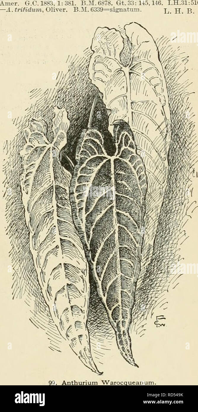 Cyclopedia Of American Horticulture Comprising Suggestions For Cultivation Of Horticultural Plants Descriptions Of The Species Of Fruits Vegetables Flowers And Ornamental Plants Sold In The United States And Canada Together With