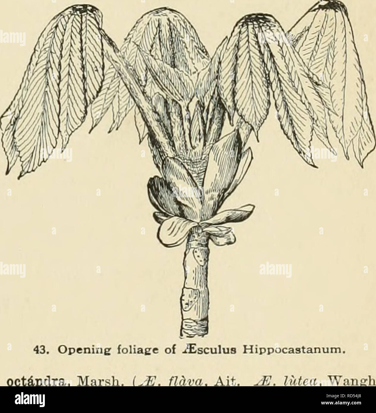 . Cyclopedia of American horticulture, comprising suggestions for cultivation of horticultural plants, descriptions of the species of fruits, vegetables, flowers, and ornamental plants sold in the United States and Canada, together with geographical and biographical sketches. Gardening. 42. -Xschynanthus pulchra. calyx and corolla. B.M. 4503. F.S. 6:558.â^. iompdngo. Miq. Lvs. ovate or elliptic, obtusish, entire; calyx cylindrical, gla- brous: corolla twice as long (2 in.), pubescent, scarlet. Sumatra. P.M. 13:175.â^.Ion9trt6ra,Blume. Vigorous: lvs. 3-5 in. long: calyx deeply cut, the division Stock Photo