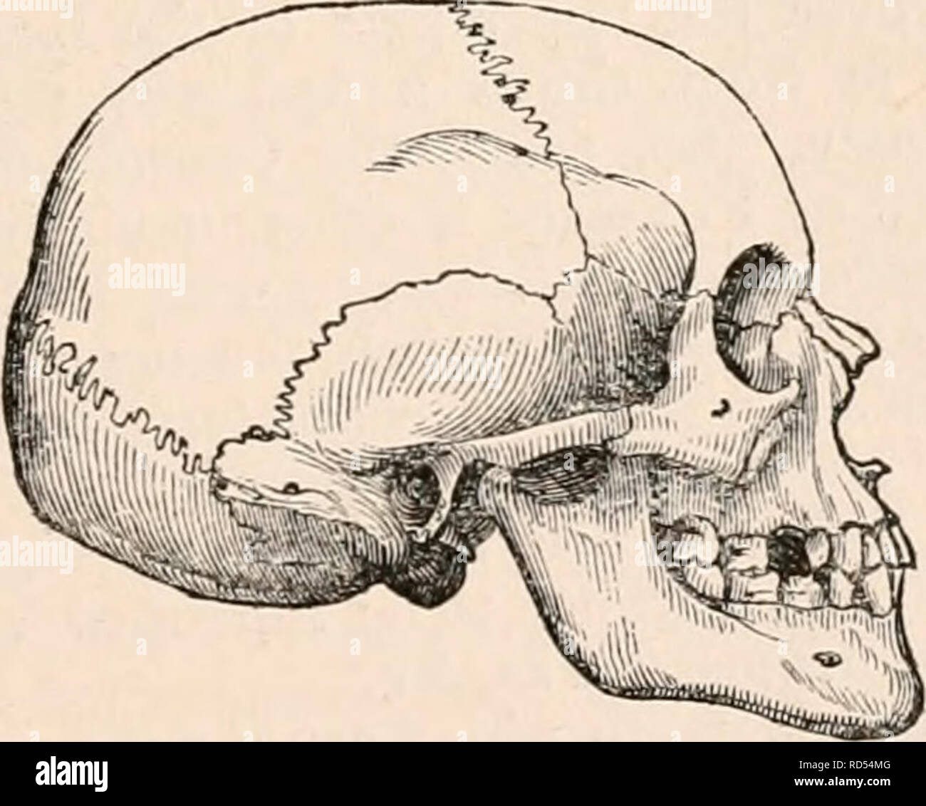 The Cyclopaedia Of Anatomy And Physiology Anatomy Physiology