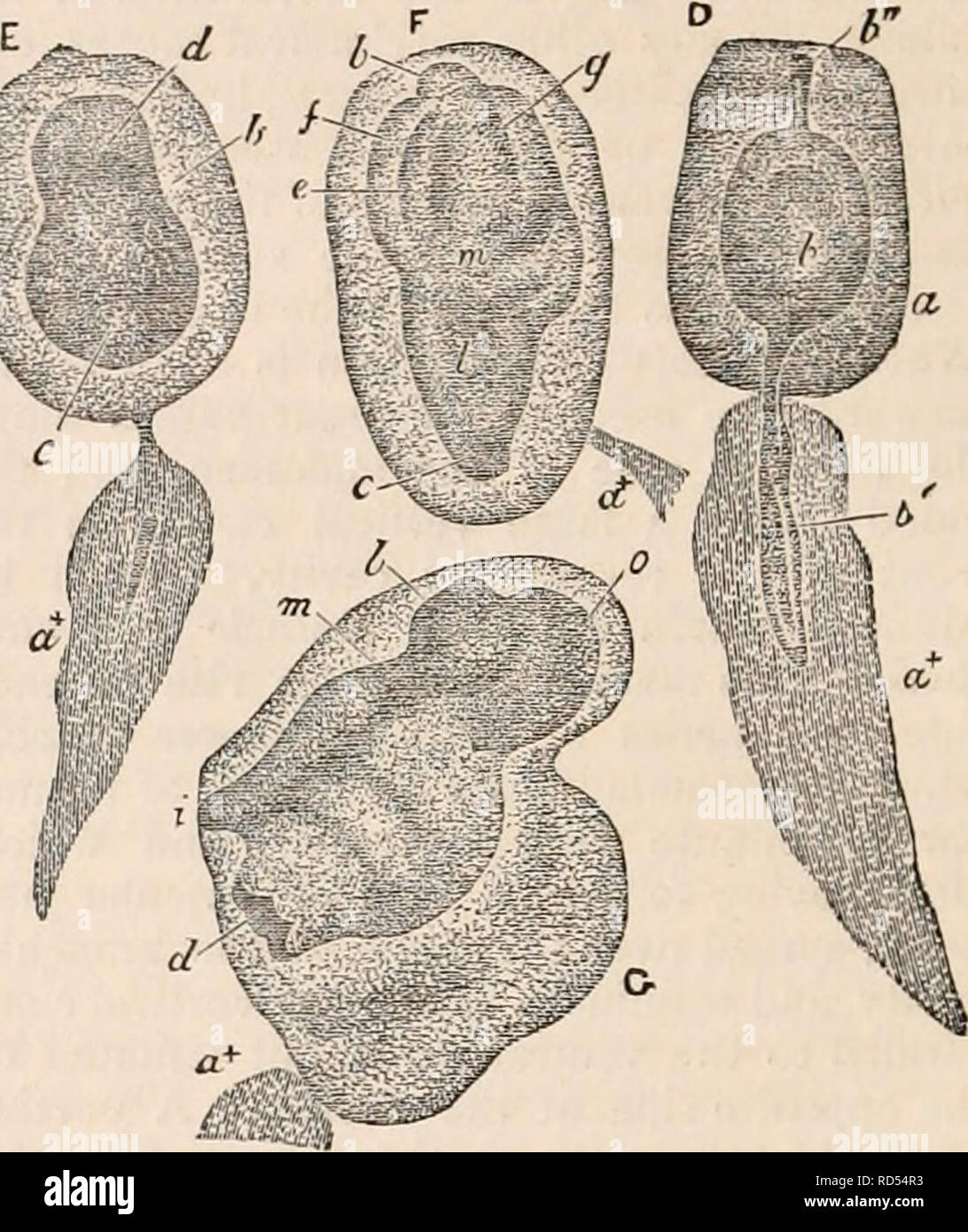 . The cyclopædia of anatomy and physiology. Anatomy; Physiology; Zoology. 77(e Development of the Larva of Amaroucium proliferum. (After Milne-Edwards.) A. An ovum the inclination of which is far advanced, magnified about 30 times. The tail, (6') is becoming distinct from the trunk (i) ; and two lobules begin to appear on the anterior extremity of the latter (l&gt;n). B. An ovum arrived at the full term of incubation, magnified about 30 times, a, the tegumentaiy portion ; b1, caudal portion ; b&quot;, b111, anterior appendages. c. Larval ascidia lately born, magnified about 25 times, a, tegume Stock Photo