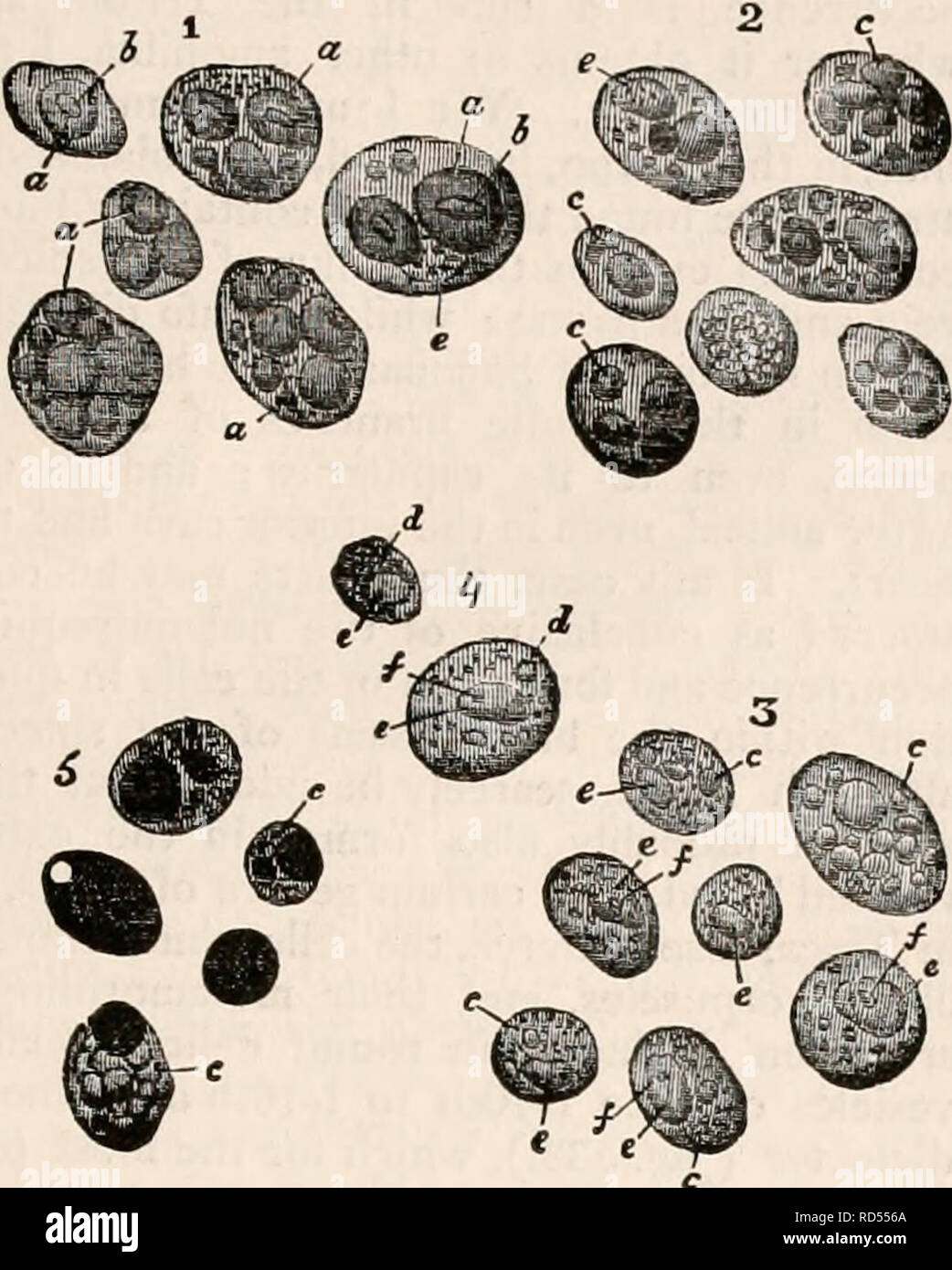 . The cyclopædia of anatomy and physiology. Anatomy; Physiology; Zoology. SPLEEN. surrounds itself with a part of the blood (plasma and globules), and, finally, con- Fig. 532. 783. Cells containing blood corpuscles, from the spleen of the frog (Rana temporaria and esculenta), magnified 350 diameters. 1, cells with one or more blood globules of an intense yellow colour, diminished in size, yet mostly not yet destroyed ; 2, cells with blood globules coloured brown, orange, or black, still more diminished and dissolved (coloured granule cells); 3, cells with blood globules much diminished or quit Stock Photo