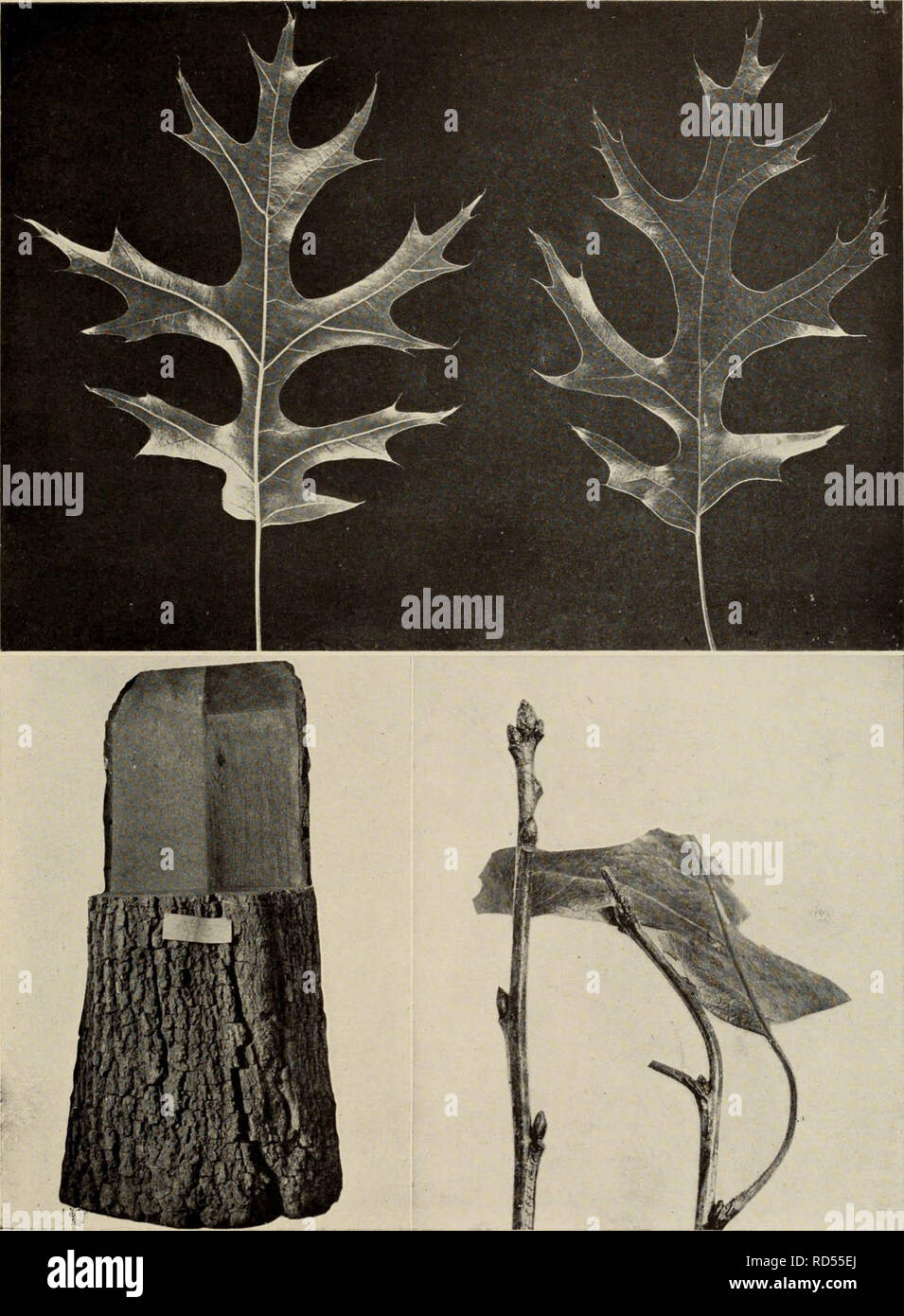"The tree book : A popular guide to a knowledge of the trees of North ...