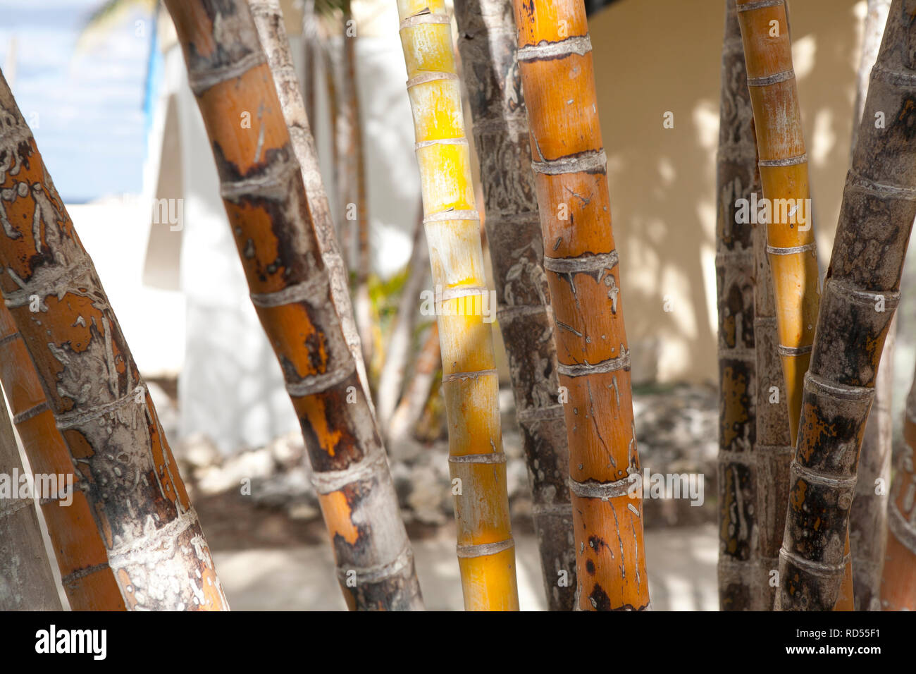 Abstract close ups of palm trees with interesting natural shades of green yellow and orange Stock Photo