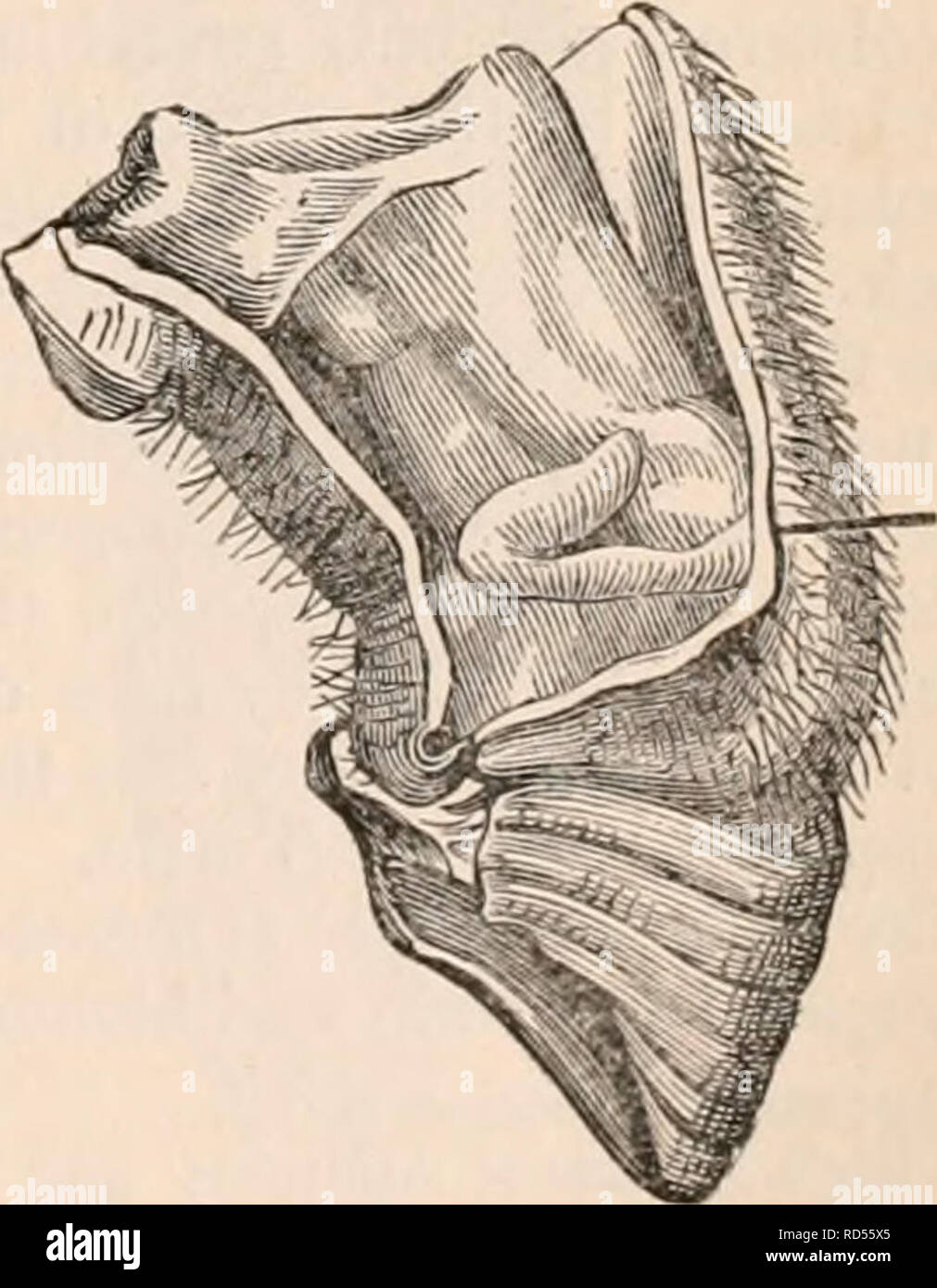 . The cyclopædia of anatomy and physiology. Anatomy; Physiology