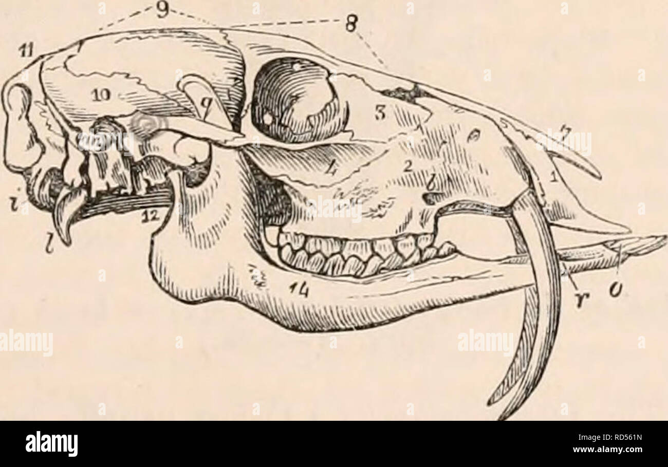 . The cyclopædia of anatomy and physiology. Anatomy; Physiology; Zoology. Front view of the skull of the Deer. (From Loncl. Coll. Surg. Museum.) this portion of the bone is compressed, and, in consequence of a central space left unossi- fied (Jig. 330.), we are enabled to look into Fig. 330.. Side view of the skull of Mnschus. (From a specimen in Lond. Coll. Surg. Museum.) the orbit of the opposite side ; a peculiarity not confined to the animals under con- sideration, being more marked in certain of the llodentia and in birds. In Boviclae the temporal wing of the sphenoid, which is of compara Stock Photo