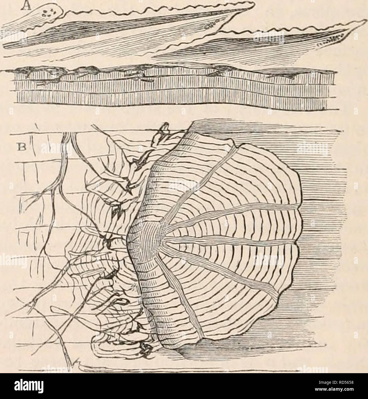 . The cyclopædia of anatomy and physiology. Anatomy; Physiology ...