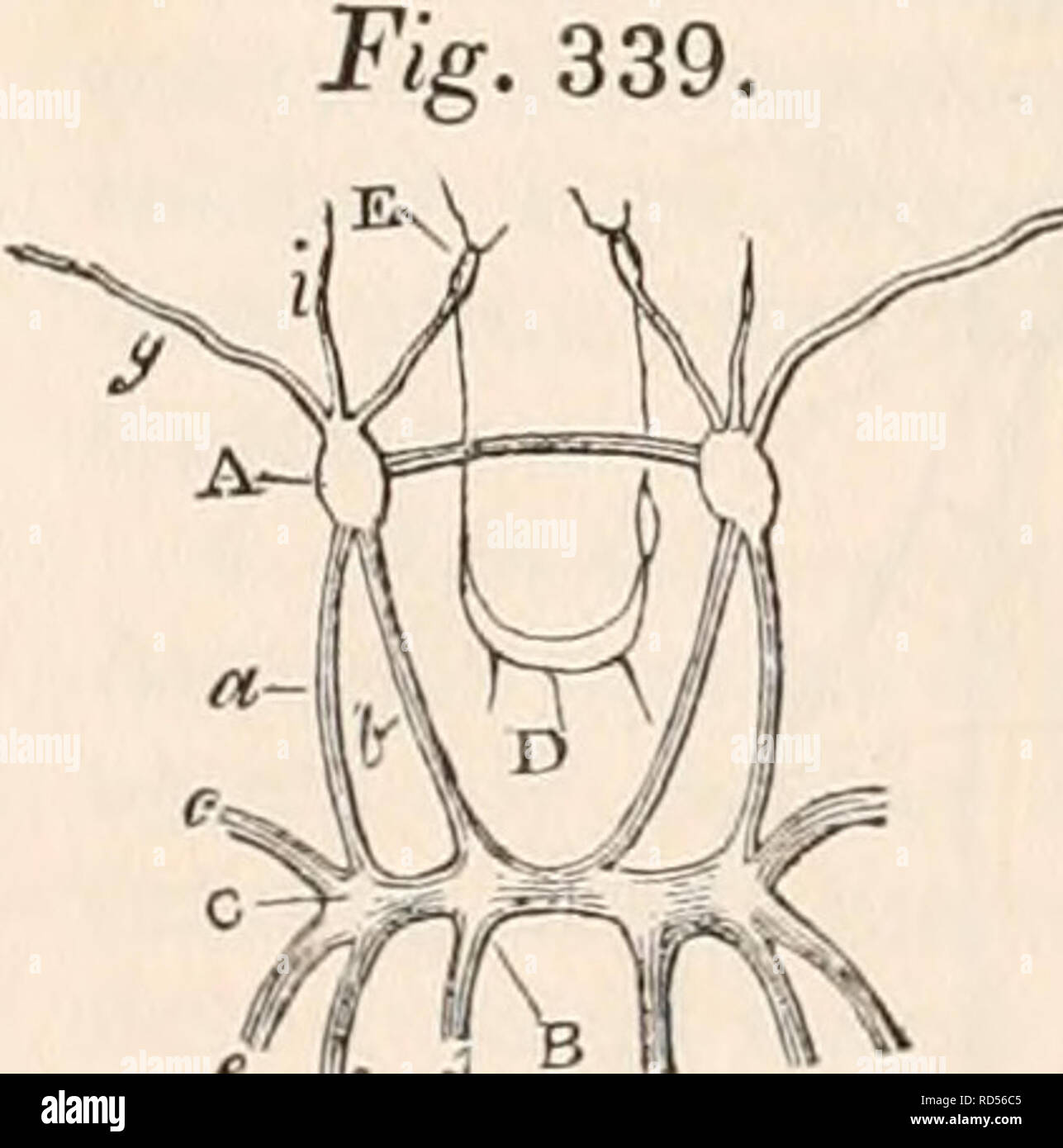 . The cyclopædia of anatomy and physiology. Anatomy; Physiology; Zoology. NERVOUS SYSTEM. (COMPARATIVE ANATOMY.) Council of the College of Surgeons under the judicious direction of Professor Owen. The beautiful preparations of the nervous system of the mussel and other animals by our friend Mr. Goadby, cannot fail to excite the delight and admiration of every friend to the advance- ment of Physiology. One is not less asto- nished at his remarkable power of manipu- lation, as displayed in the dissection of the soft and fragile nerves of these delicate animals, than at the great ingenuity with w Stock Photo