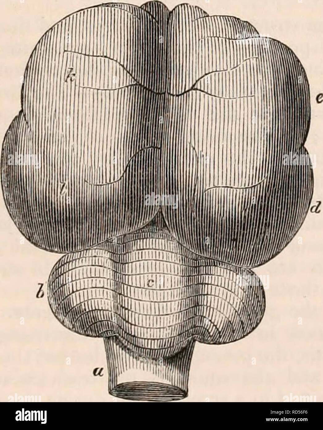 . The cyclopædia of anatomy and physiology. Anatomy; Physiology; Zoology. RODENTIA. 391 through an ascending canal, which enters the cavit} of the skull close to the sella turcica, arriving at the brain much in the same manner as the internal carotid of the human subject. This branch is smaller than the vertebral artery. The other or external branch enters the cranium through a canal that opens upon the anterior surface of the petrous bone, and divides into the middle meningeal and ophthal- mic arteries. In the dormouse the distribution of the internal carotid very nearly resembles what is des Stock Photo