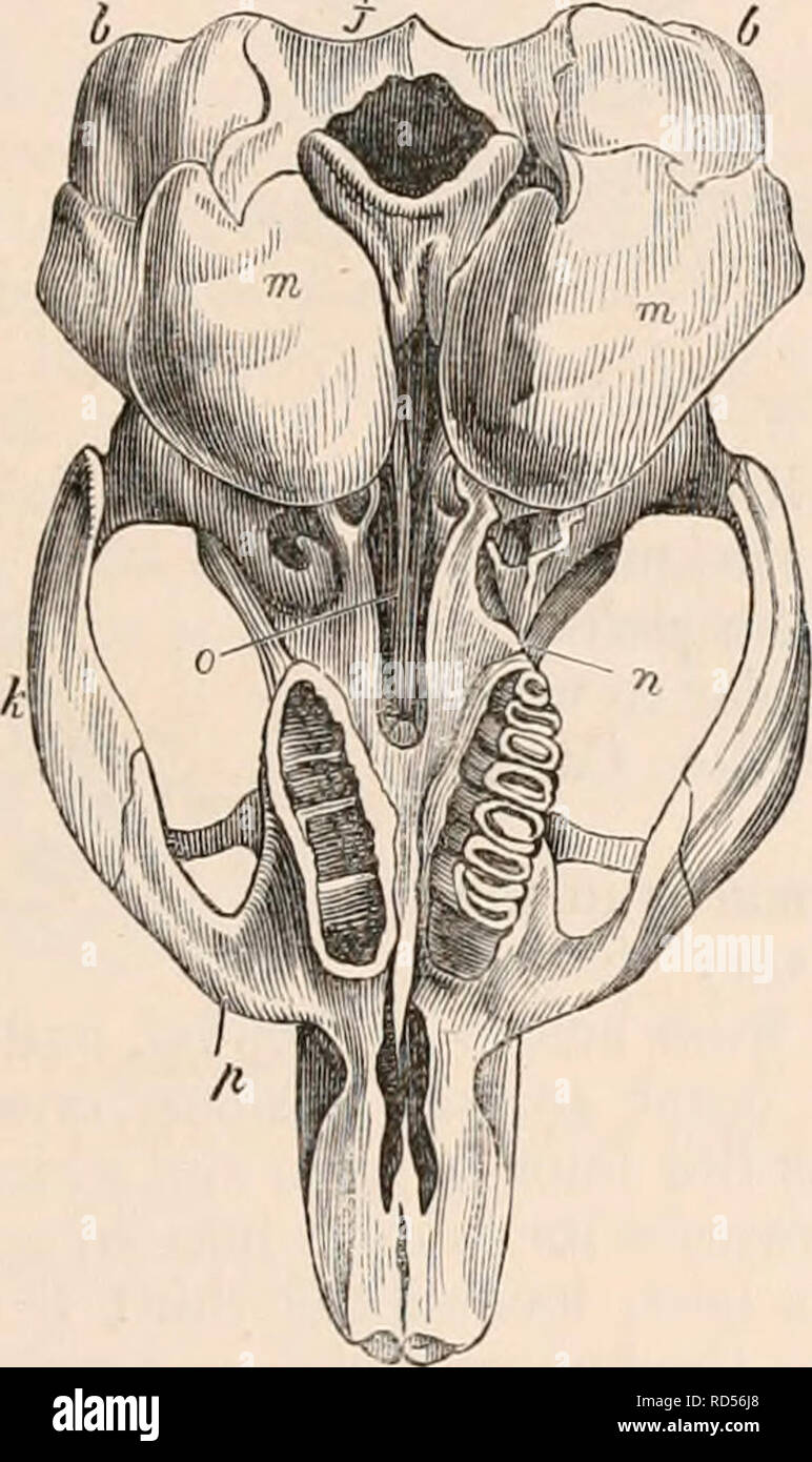 . The cyclopædia of anatomy and physiology. Anatomy; Physiology; Zoology. RODENTIA. 379 tooth, and is interposed behind, between the maxillary and the sphenoid. In the viscache and the chinchilla, the bones of the nose are oval and elongated ; the ascending branches of the intermaxillaries very narrow at their origin ; but they enlarge as they approach the frontal, as in the jerboas. The maxillary, in both, forms the entire pre- orbital ring; but in the viscache the vertical portion of the arch is doubled posteriorly, as in the helamys, by an ascending branch of the jugal, by the lachrymal, an Stock Photo