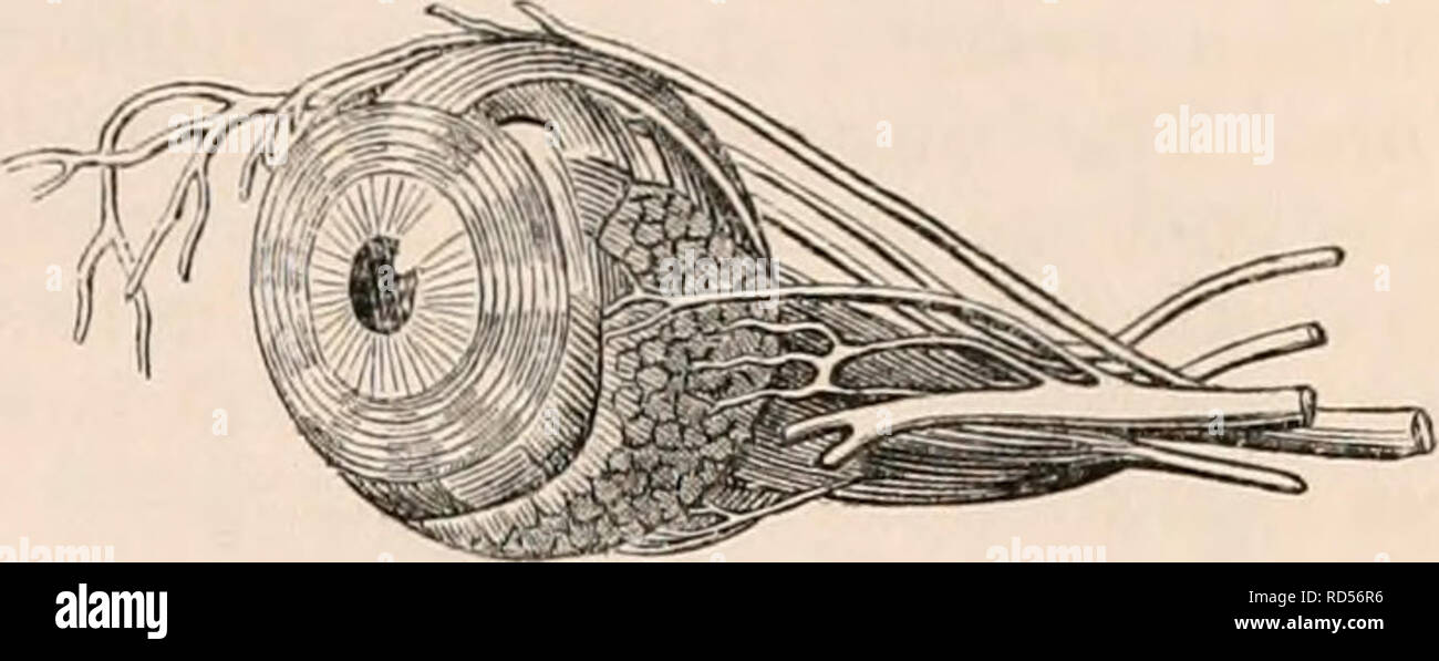 . The cyclopædia of anatomy and physiology. Anatomy; Physiology; Zoology. An external View of the Eye, Eyelids, Muscles, Sfc. of a Crocodile. {After John Hunter?) a, the external surface of the upper eyelid; b, the external surface of the under eyelid; c, points to the edge of both eyelids; d, the inner angle or canthus of both eyelids; e e, the internal surface of the eye- lids covered by the tunica conjunctiva; /, point, to the two puncta lachrymalia on the inside of the under eyelid; g, the external surface of the third eyelid, or membrana nictitans; h, the loose or free edge of the same ;  Stock Photo
