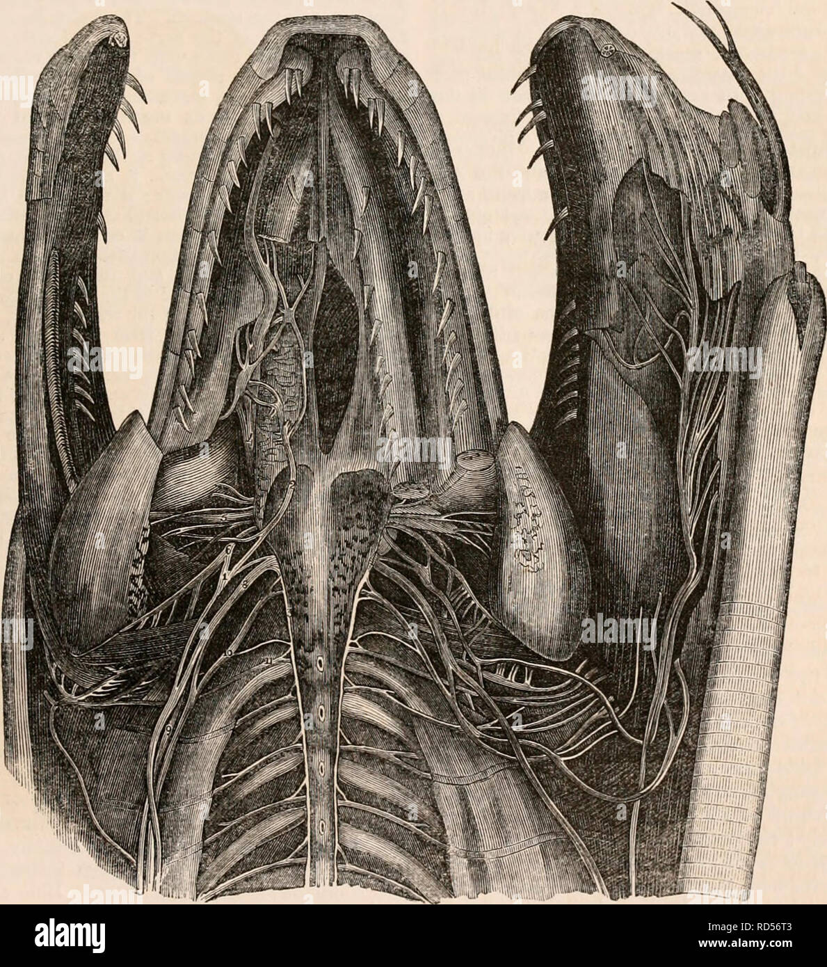 . The cyclopædia of anatomy and physiology. Anatomy; Physiology; Zoology. REPTiLIA. 311 hemisphere, and projecting considerably into the lateral ventricle. The furrow which se- parates the bigeminal bodies is not so deep in the Saurians as in the Chelonian order. The cerebellum is very small, being repre- sented by a transverse layer of nervous sub- stance. In the Ophidian reptiles the two hemispheres form together a mass which is broader than it is long ; the olfactory bulb is frequently of very large size, as, for example, in the Python (fig. 225); the corpus striatum is much smaller than in Stock Photo