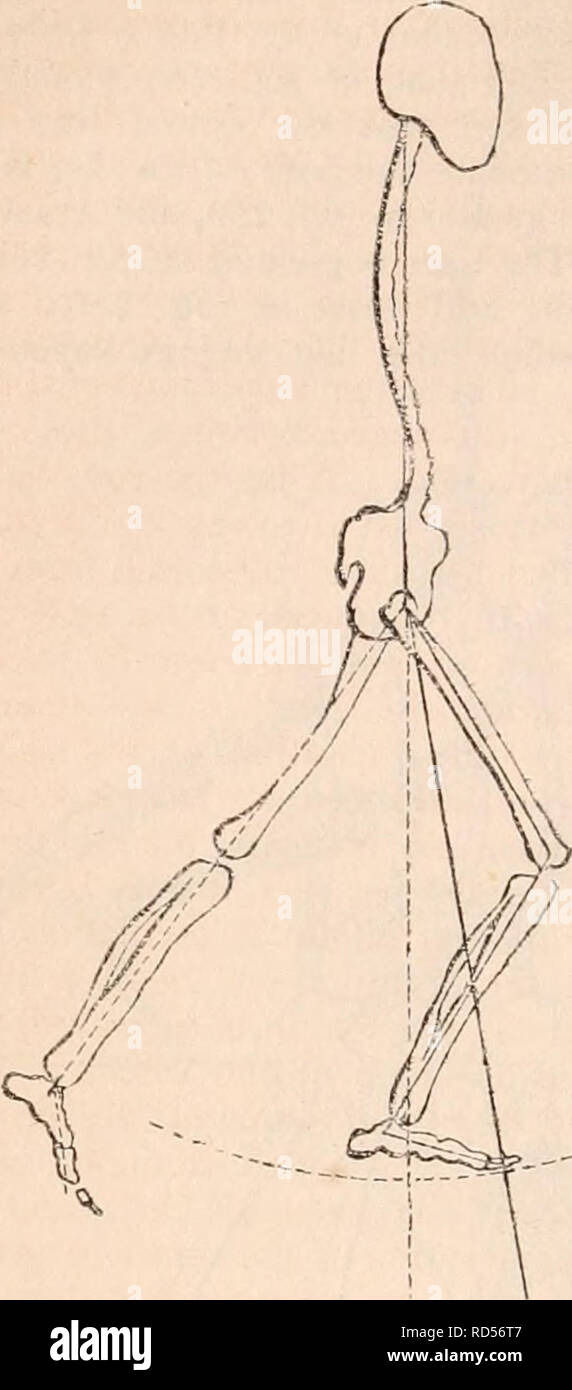 . The cyclopædia of anatomy and physiology. Anatomy; Physiology; Zoology. 470 MOTION. Fig. '260.. vertical line, not only the time of swinging the leg has increased, but also the time in which both legs are resting on the earth; for the latter commences at the instant when the forward leg has reached the ground, and termi- nates when the head of the femur has arrived at the vertical line, passing through the point of support of the same foot. The time aug- ments in proportion to the distance which the swinging leg passes beyond the vertical posi- tion, or half oscillation. The time when both l Stock Photo