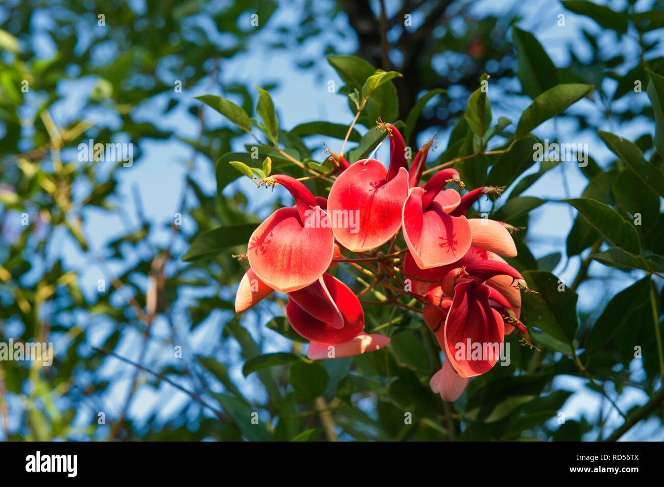 Ceibo flowers, cockspur coral tree (Erythrina crista-galli), national tree of Argentina, Gualeguaychu, Entre Rios province Stock Photo