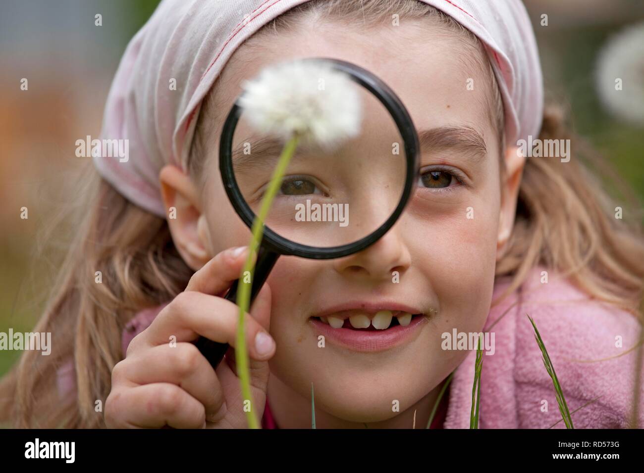 Little girl looking at a blowball through a magnifying glass Stock Photo