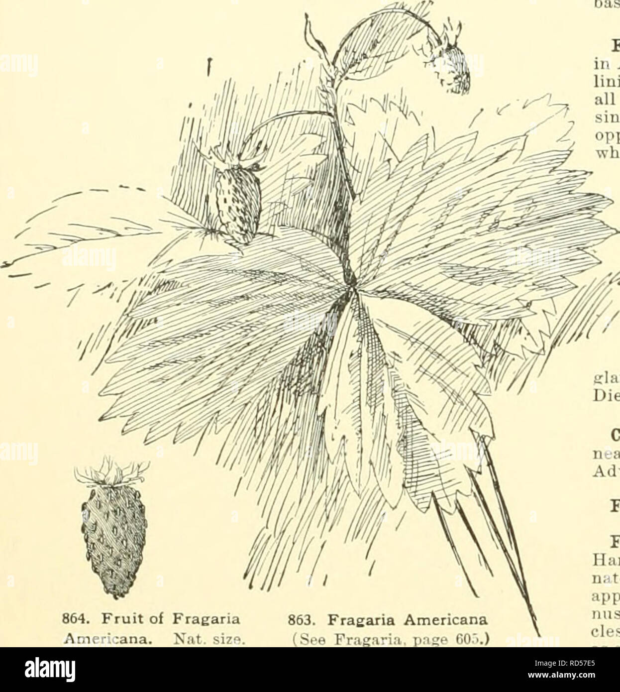 Cyclopedia Of American Horticulture Comprising Suggestions For Cultivation Of Horticultural Plants Descriptions Of The Species Of Fruits Vegetables Flowers And Ornamental Plants Sold In The United States And Canada Together With
