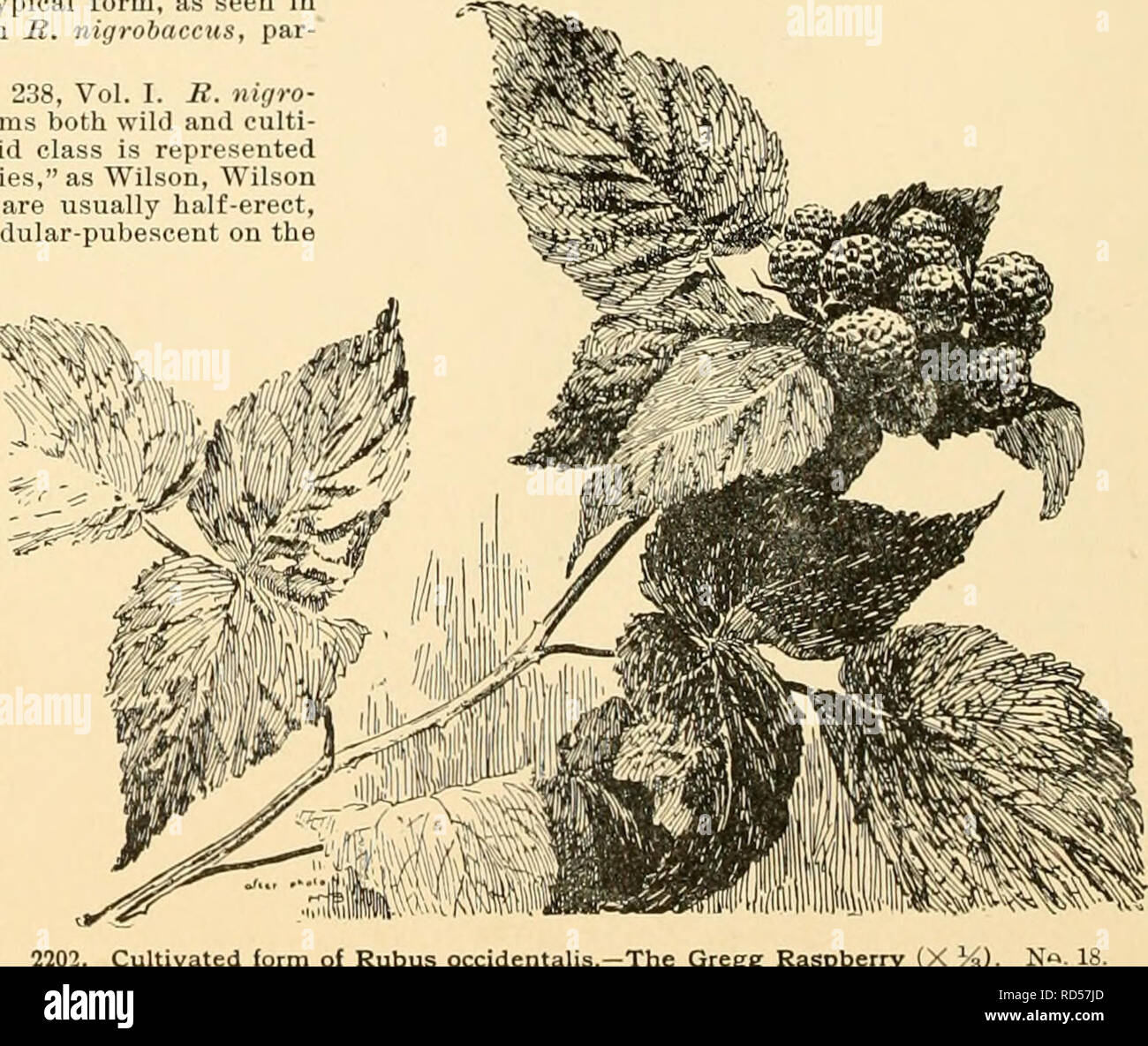 . Cyclopedia of American horticulture : comprising suggestions for cultivation of horticultural plants, descriptions of the species of fruits, vegetables, flowers, and ornamental plants sold in the United States and Canada, together with geographical and biographical sketches. Gardening; Horticulture; Horticulture; Horticulture. 2203. Rubus laciniatus (X âDistinct in its extreme forms, but running into the species by all manner of intermediate gradations. From this plant the common &quot;Short-cluster Blackberries&quot; of the garden appear to be derived, as Snyder, Kittatinny, Erie, etc. 23.  Stock Photo