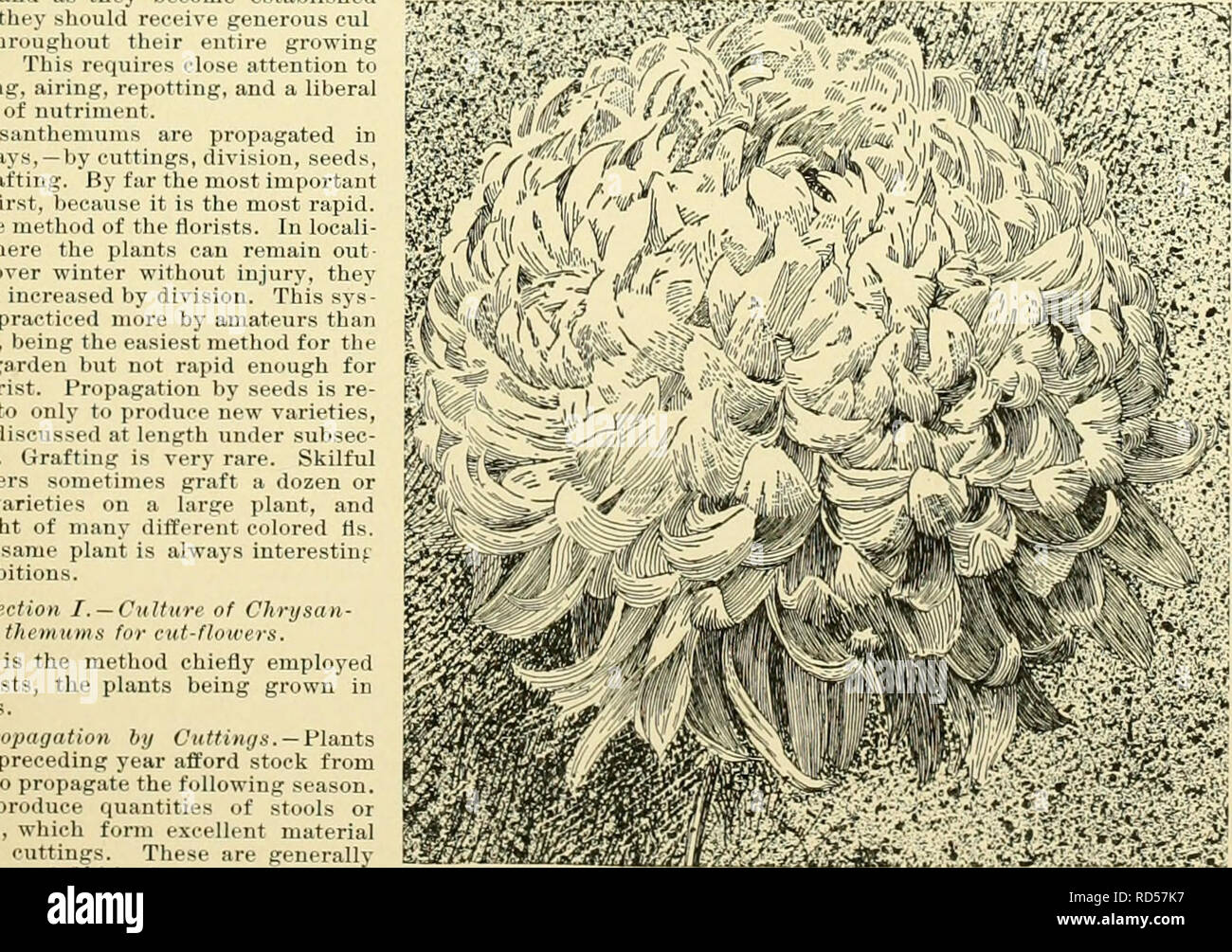 Uses Of Wood Shavings Stock Photos Uses Of Wood Shavings Stock