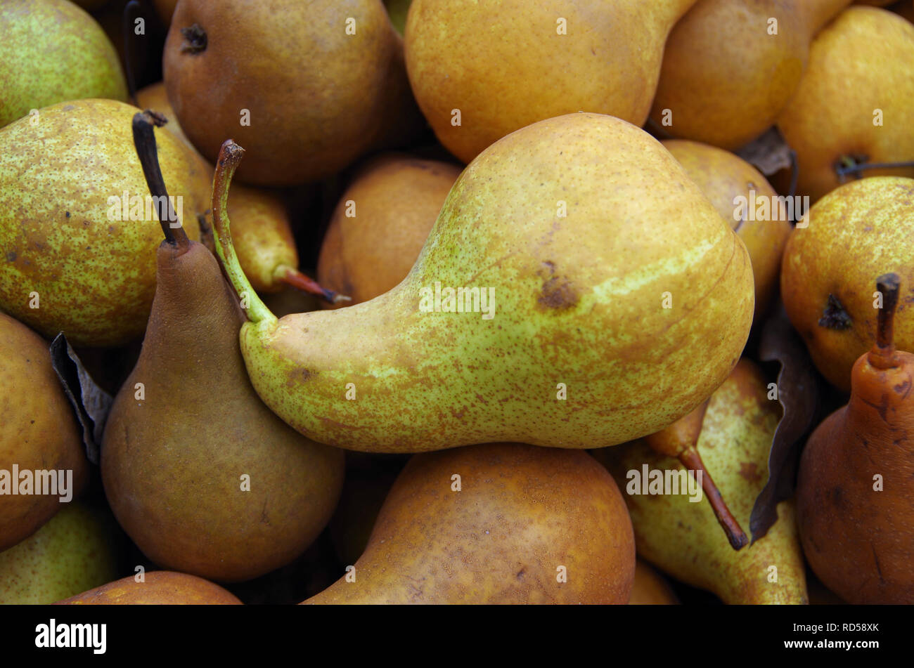 Bosc pears piled together Stock Photo Alamy
