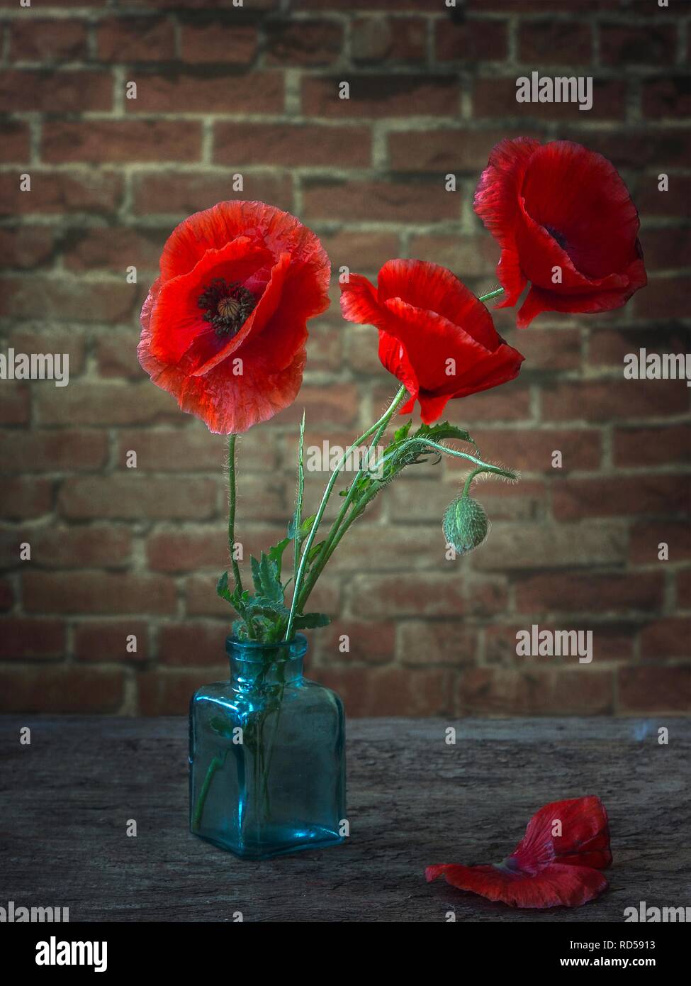 Still life with bouquet of red poppies Stock Photo - Alamy