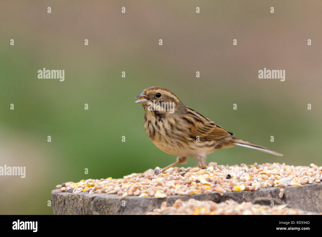 Female reed bunting (Emberiza schoeniclus) on tree stump feeding on scattered seeds at a hide. Streaky winter plumage and white outer tail feathers Stock Photo
