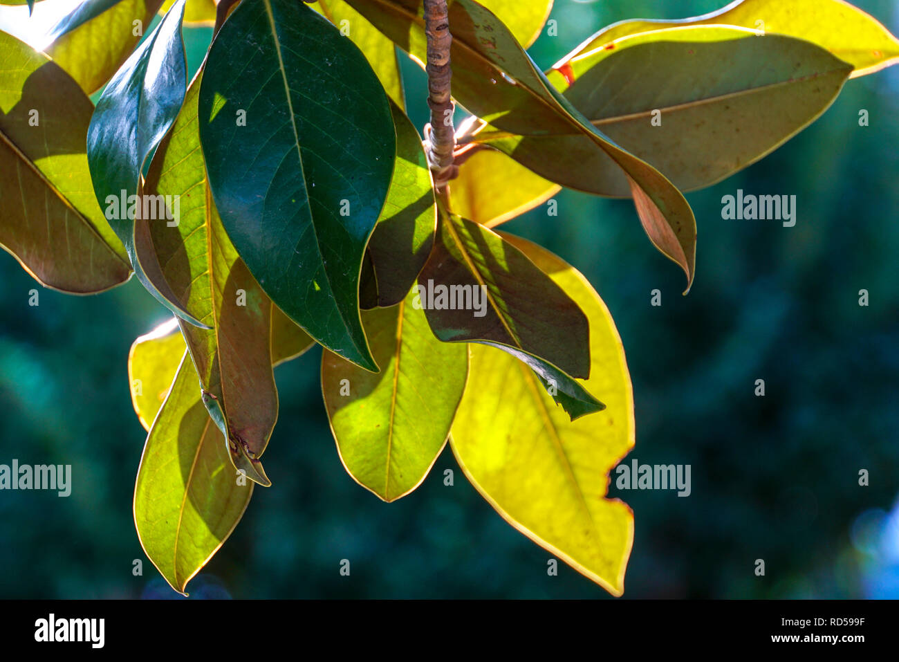 Lush green vibrant plant growth patterns hi-res stock photography and ...
