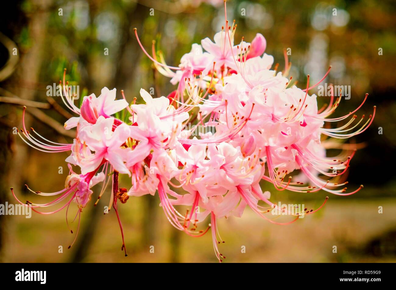 Pink rhododendron azaleas hi-res stock photography and images - Alamy