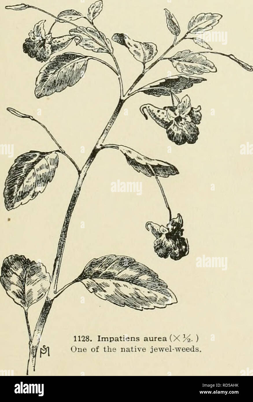 . Cyclopedia of American horticulture, comprising suggestions for cultivation of horticultural plants, descriptions of the species of fruits, vegetables, flowers, and ornamental plants sold in the United States and Canada, together with geographical and biographical sketches. Gardening. • m'.. !i shades ..M. 0C43. :4S8; 42, ilso by cut- the Ivs.: fis. large, rose-colored: spur sickle-shaped, rather thin and petals transversely obcordate. Summer. Java. R.H. 1847:221. B.R. 32:68.-Needs a moderate to warm temp., and may be used as a house-plant or in 1129. Impatiens Roylei (X )^). Ivs. elliptical Stock Photo