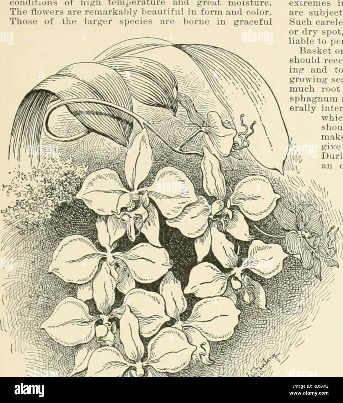 . Cyclopedia of American horticulture, comprising suggestions for cultivation of horticultural plants, descriptions of the species of fruits, vegetables, flowers, and ornamental plants sold in the United States and Canada, together with geographical and biographical sketches. Gardening. PHAL^NOPSIS to be found in the oichid famih The plants are natives of the hot legions of India and the Malaj Aichipelago, gioninj; on tiunks of tiees and bides of rocks under leratuie and great moisture. ikibh heautiful m form and color. r sp( Lies aie borne in graceful PHAL.ENOPSIS 1291. exclude indirect solar Stock Photo