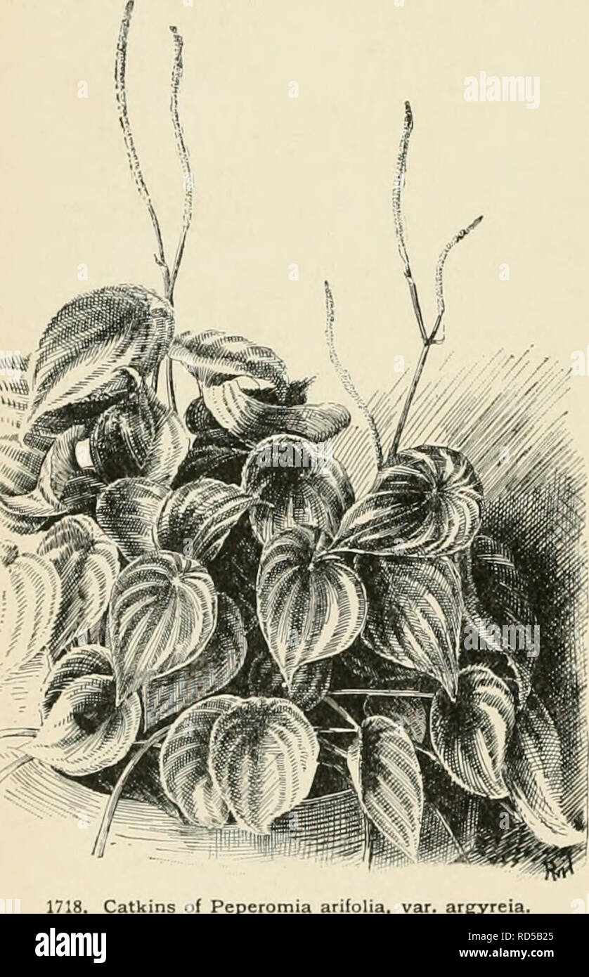 . Cyclopedia of American horticulture, comprising suggestions for cultivation of horticultural plants, descriptions of the species of fruits, vegetables, flowers, and ornamental plants sold in the United States and Canada, together with geographical and biographical sketches. Gardening. 1272 PEPEROMIA few plants are better adapted for permanent bordering in tropical houses tliau Peperomias, their leaves vary- ing so much in depth of colour, in marbling, in the dif- ferent hues of their upper and under surfaces, and in the colour of their stalks; then, too, they are not attrac- tive to insects, Stock Photo