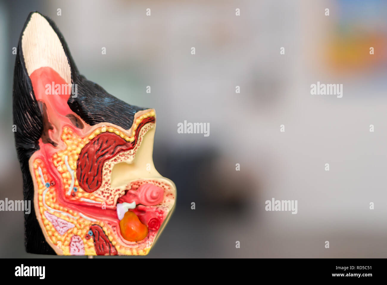 Ear anatomy hires stock photography and images Alamy