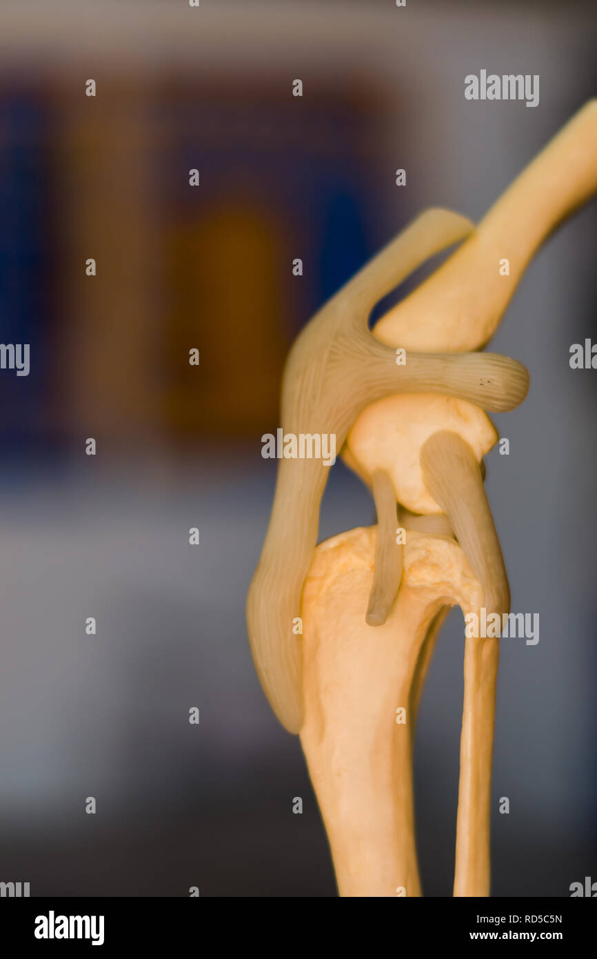 dog knee joint mold Stock Photo