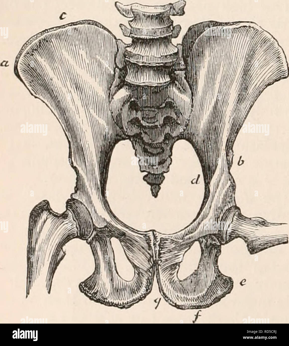 . The cyclopædia of anatomy and physiology. Anatomy; Physiology; Zoology. 152 PELVIS. wings, the anterior part seems deficient, the anterior superior spine'(a) being placed directly over the cotyloid cavity ; and the crest (c) being, consequently, very short, terminating abruptly at the vertical rib mentioned in the description of the human ilium. The ales are more expanded in the Uran than the Chimpanzee. The crest does not present the lateral /-like curvature, and is less arched than in man. The anterior iliac spines are more widely separated, the inferior (6) being scarcely discernible, and Stock Photo