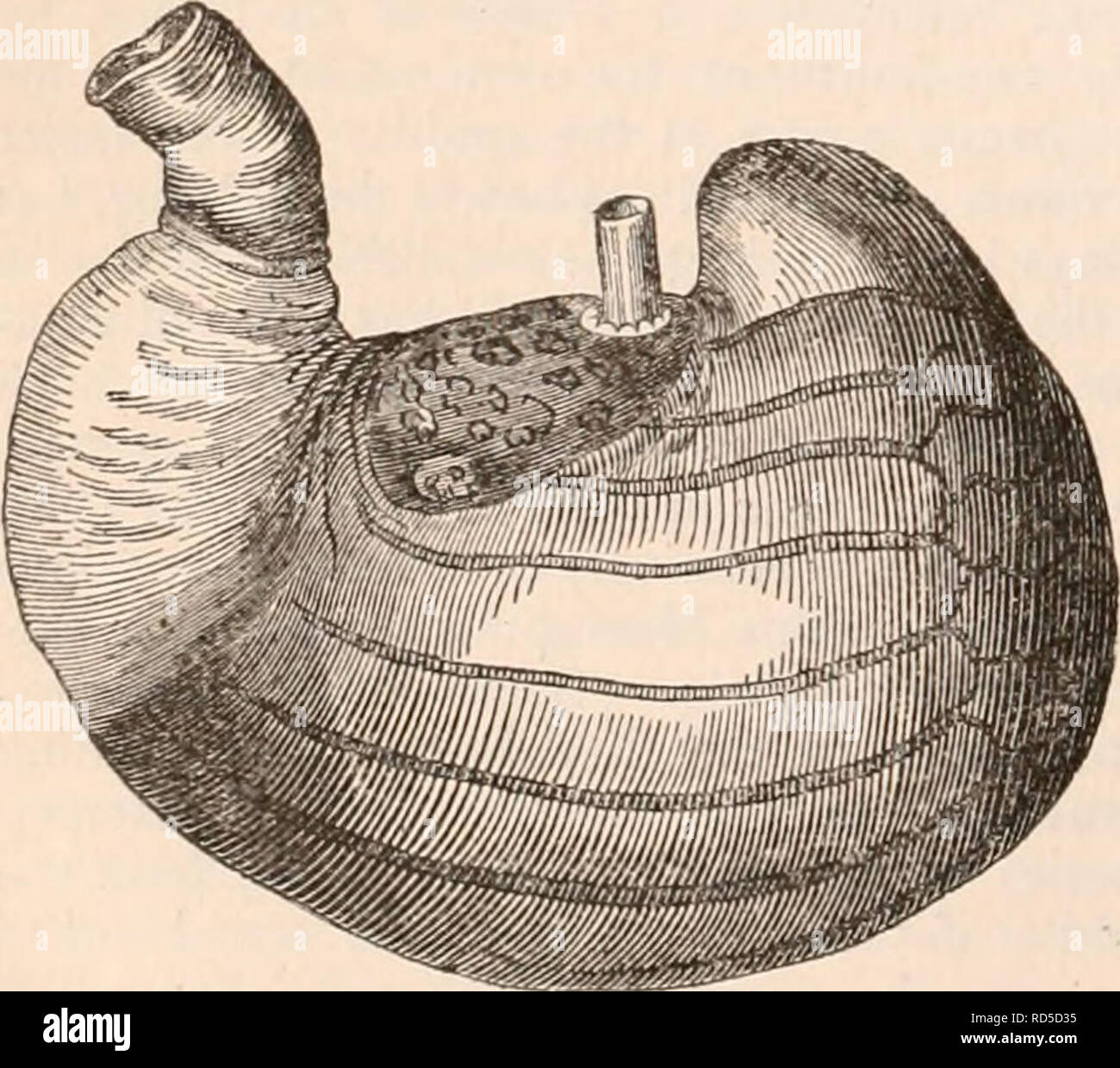 . The cyclopædia of anatomy and physiology. Anatomy; Physiology; Zoology. Alimentary canal, Phascogale flavipes. internal surface of the left cul-de-sac was quite smooth and villous (?), while the right half of the stomach was entirely covered internally with rugae, running chiefly in a longitudinal direc- tion, and particularly numerous towards the pylorus.&quot;* The stomach in the Wombat and Koala does not materially differ in external figure from that of the above-cited Marsupials ; the oesophagus terminates nearly midway between the right and left extremities, but further from the pylorus Stock Photo