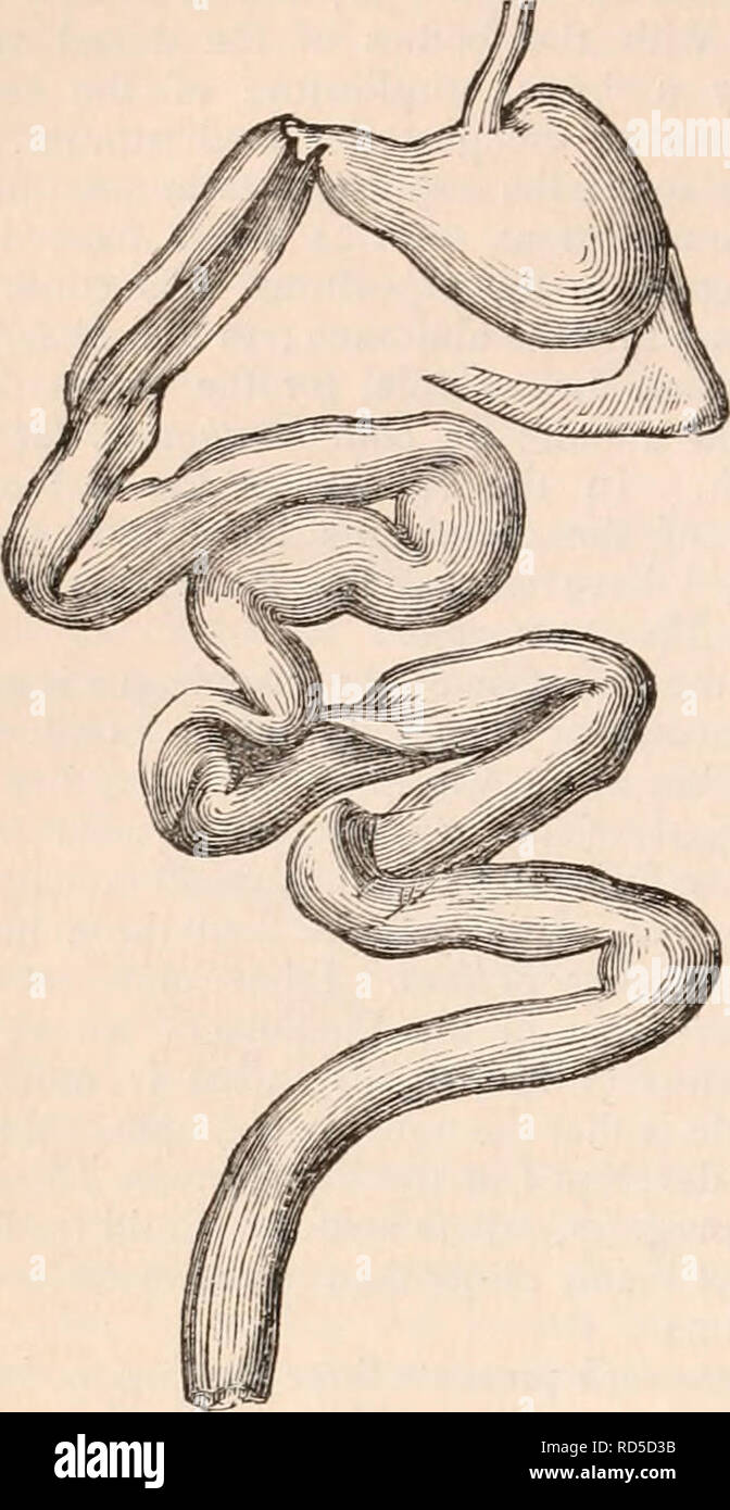 . The cyclopædia of anatomy and physiology. Anatomy; Physiology; Zoology. 300 MARSUP1ALIA. Fig. 122.. Alimentary canal, Phascogale flavipes. internal surface of the left cul-de-sac was quite smooth and villous (?), while the right half of the stomach was entirely covered internally with rugae, running chiefly in a longitudinal direc- tion, and particularly numerous towards the pylorus.&quot;* The stomach in the Wombat and Koala does not materially differ in external figure from that of the above-cited Marsupials ; the oesophagus terminates nearly midway between the right and left extremities,  Stock Photo
