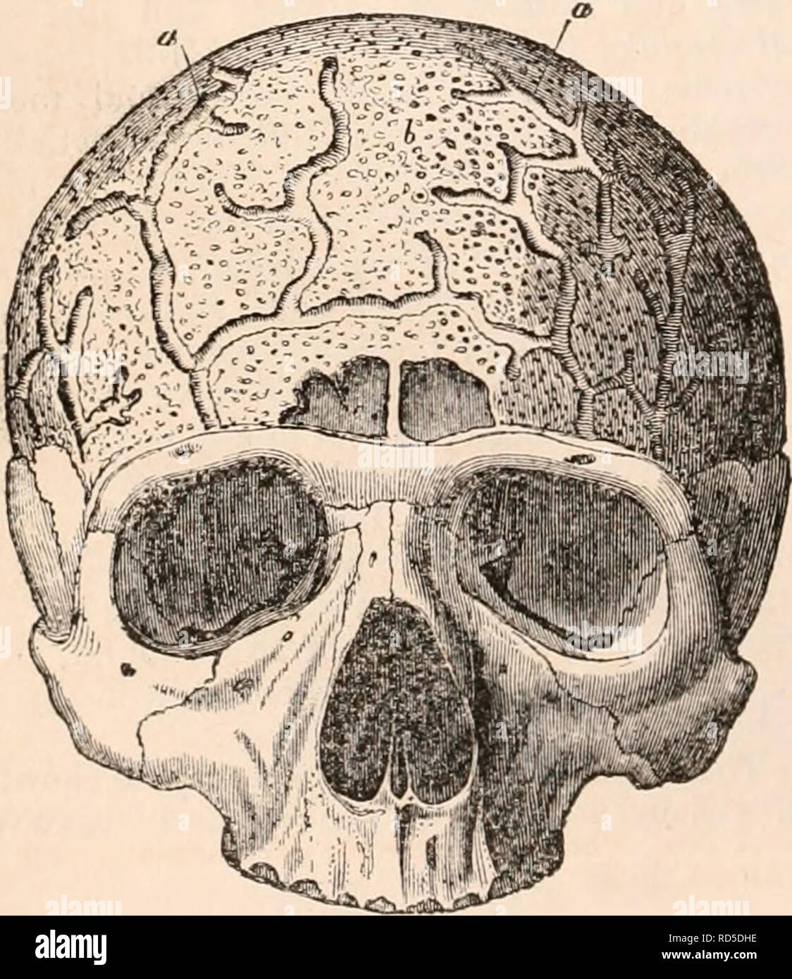 . The cyclopædia of anatomy and physiology. Anatomy; Physiology; Zoology. have been investigated by Dupuytren,* and their course in some of the bones, espe- cially the flat bones, splendidly figured by Breschet.t In./fgs. 187, and 188, copied from one of Breschet's plates, a indicates these veins in the diploe of the cranium: they may be very easily exposed in the cranium by filing away the external table with a coarse file. The first two sets of arteries have no accom- panying veins, but with the last there always are veins of a corresponding size. These do not appear large enough to return a Stock Photo