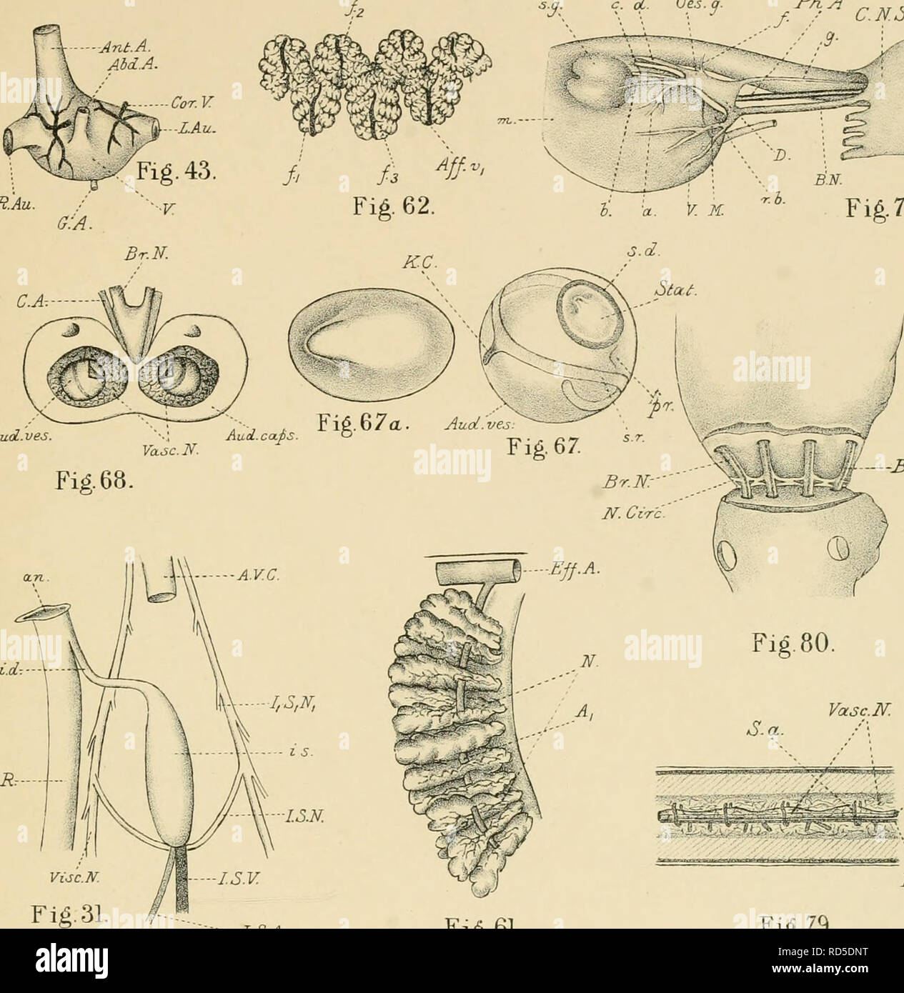. Eledone. Eledone; Cephalopoda; Mollusks. L.M. B. C. MemoirXVIII. -Ant. A. Abd.A. -Cor.V. -LAu. A g.43. Au. g:a. V Plate VIII. % f °?-* fPh-A CM J. '' .-3- Fig. 72. Aud.ves.. —Br. A. Br./f. Br. A. ISA Fig. 61. Fig. 79.. Please note that these images are extracted from scanned page images that may have been digitally enhanced for readability - coloration and appearance of these illustrations may not perfectly resemble the original work.. Isgrove, Annie; University of Liverpool. Marine Biology Committee. London : Williams &amp; Norgate Stock Photo