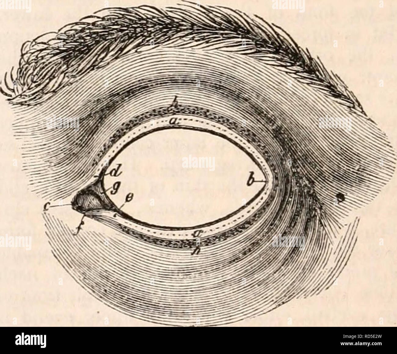 . The cyclopædia of anatomy and physiology. Anatomy; Physiology; Zoology. 80 LACRYMAL ORGANS. hence, when the eye is open, the apex of the angle formed by the inner canthus is broader and to a much greater degree prolonged than the outer; it is also rounded and turned down- wards, but likewise in a much greater degree. The margins bounding the secondary fissure being destitute of cartilage are riot firm and square but soft and rounded. Where the margin of either eyelid is con- tinued into the margins bounding the secon- dary fissure in question, there is observed on slightly everting the eyeli Stock Photo