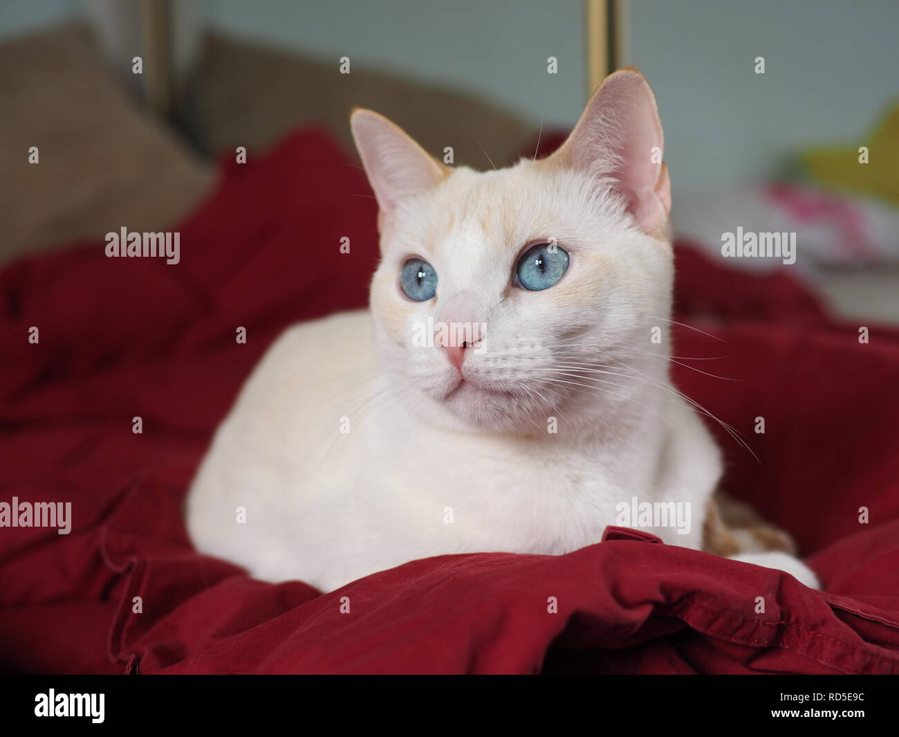 Mitzie the flamepoint Siamese with amazing blue eyes Stock Photo