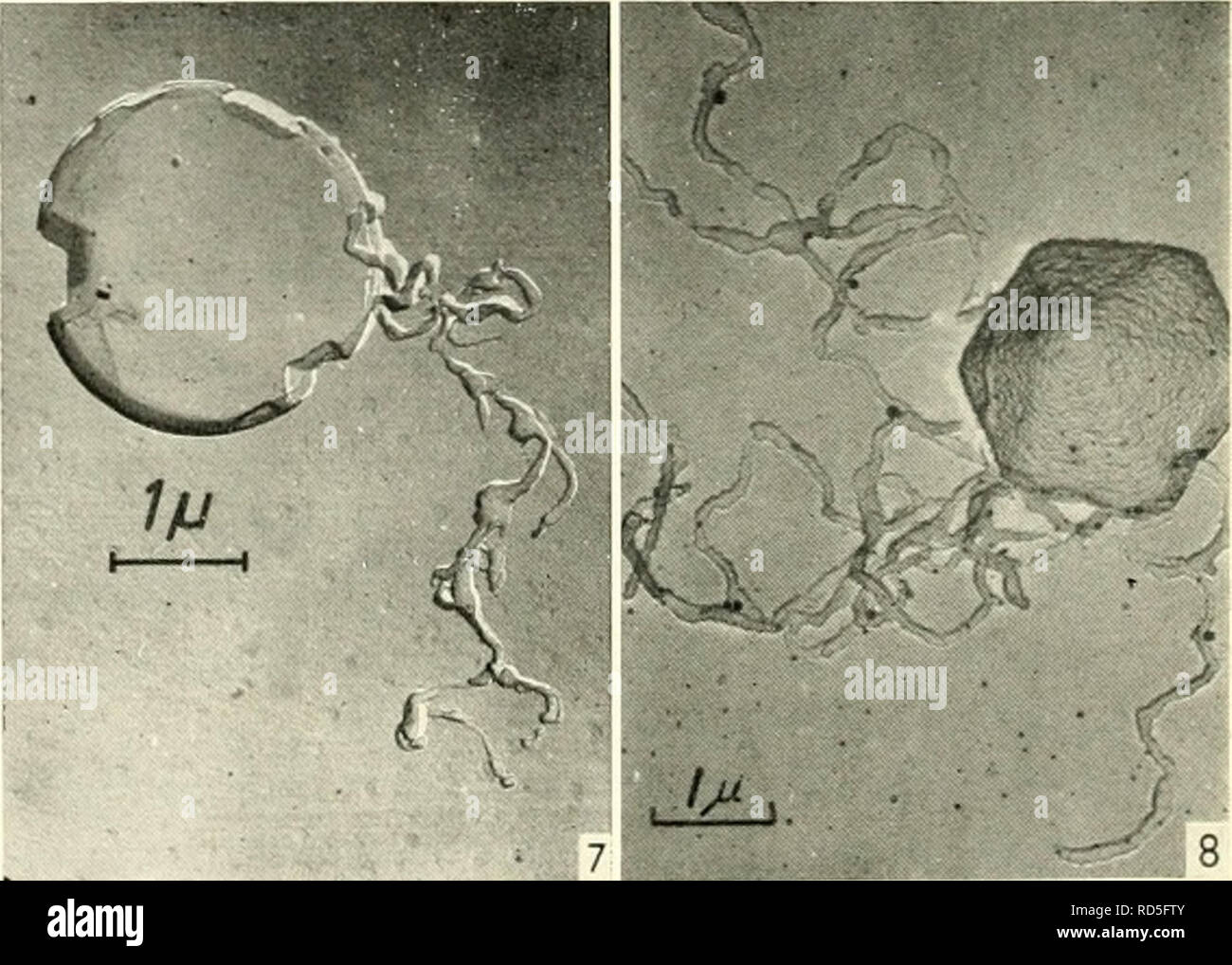 . Electron microscopy; proceedings of the Stockholm Conference, September, 1956. Electron microscopy. Figs. 5-6. Differently developed silver bromide grains. Fig. 5, metolquinone developer (carbon replica). Fig. 6. p- phenylenediamine developer (carbon replica).. Figs. 7-8. Initial development results. Fig. 7, fiat silver bro- mide crystals. Fig. 8, silver iodide crystals.. Please note that these images are extracted from scanned page images that may have been digitally enhanced for readability - coloration and appearance of these illustrations may not perfectly resemble the original work.. Eu Stock Photo