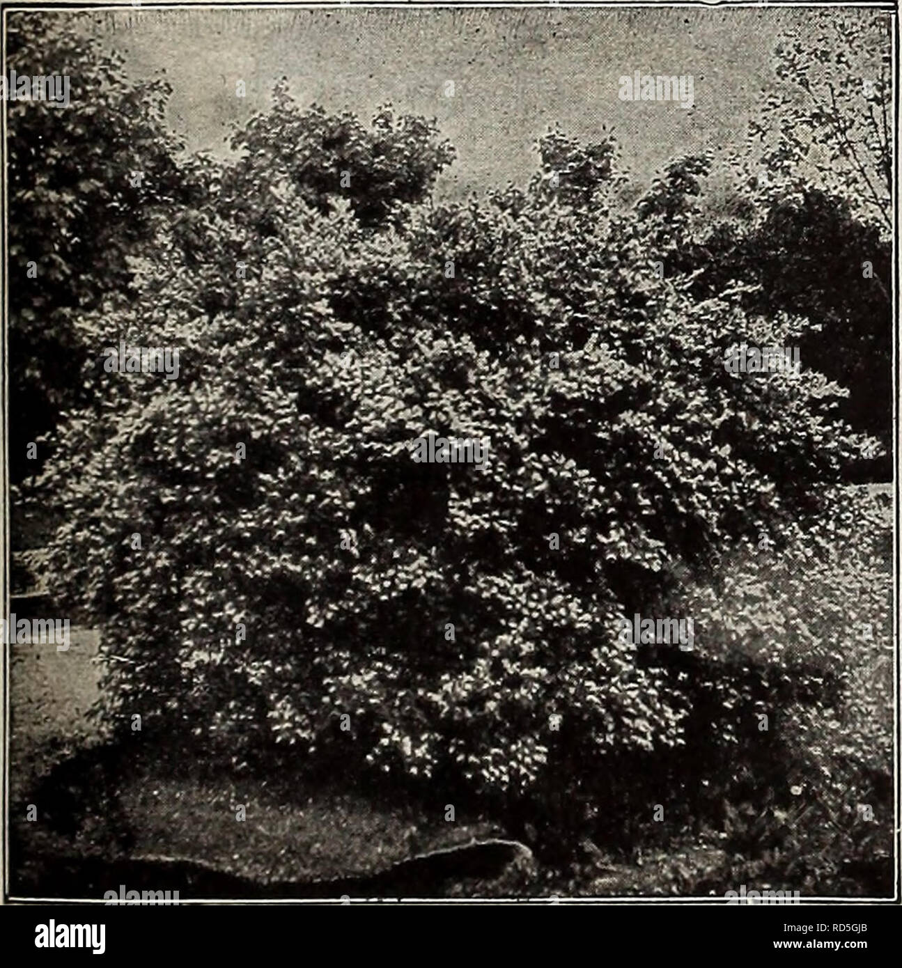 . Currie's farm and garden annual : spring 1914. Flowers Seeds Catalogs; Bulbs (Plants) Seeds Catalogs; Vegetables Seeds Catalogs; Nurseries (Horticulture) Catalogs; Plants, Ornamental Catalogs; Gardening Equipment and supplies Catalogs. 113 BED OF TOTING PLANTS OF HYDRANGEA PANICULATA GRANDIFLOEA. LIGUSTRXTM—Privet. A class of sub-evergreen plants, thrifty and robust in habit, suitable for grouping or for hedges. L. Ibotn—An excellent hedge plant, also valuable as a single specimen on the lawn. Leaves turn dark red in fall. Very hardy. Each 35c; per doz. $3.50. L. Ovnlifolium—A valuable hedge Stock Photo
