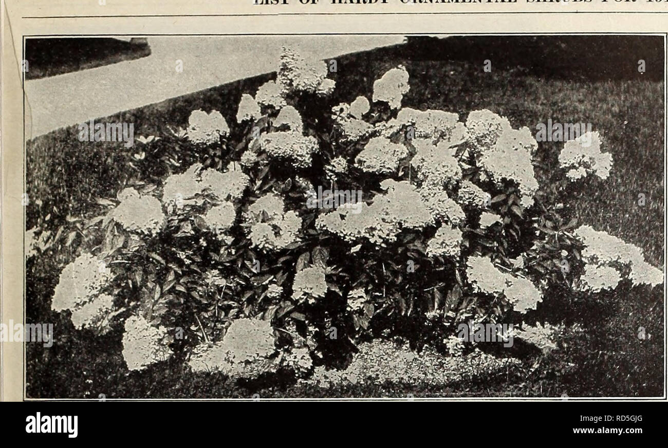 . Currie's farm and garden annual : spring 1914. Flowers Seeds Catalogs; Bulbs (Plants) Seeds Catalogs; Vegetables Seeds Catalogs; Nurseries (Horticulture) Catalogs; Plants, Ornamental Catalogs; Gardening Equipment and supplies Catalogs. LIST OF HARDY ORNAMENTAL SHRUBS FOR 1914.. 113 BED OF TOTING PLANTS OF HYDRANGEA PANICULATA GRANDIFLOEA. LIGUSTRXTM—Privet. A class of sub-evergreen plants, thrifty and robust in habit, suitable for grouping or for hedges. L. Ibotn—An excellent hedge plant, also valuable as a single specimen on the lawn. Leaves turn dark red in fall. Very hardy. Each 35c; per  Stock Photo