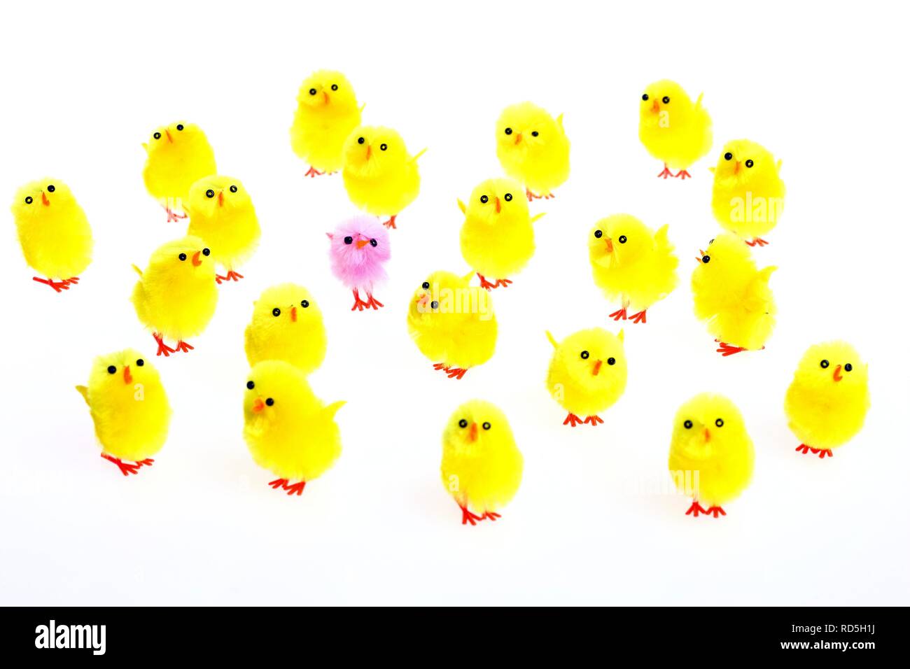 Mini chicks, Easter decorations Stock Photo