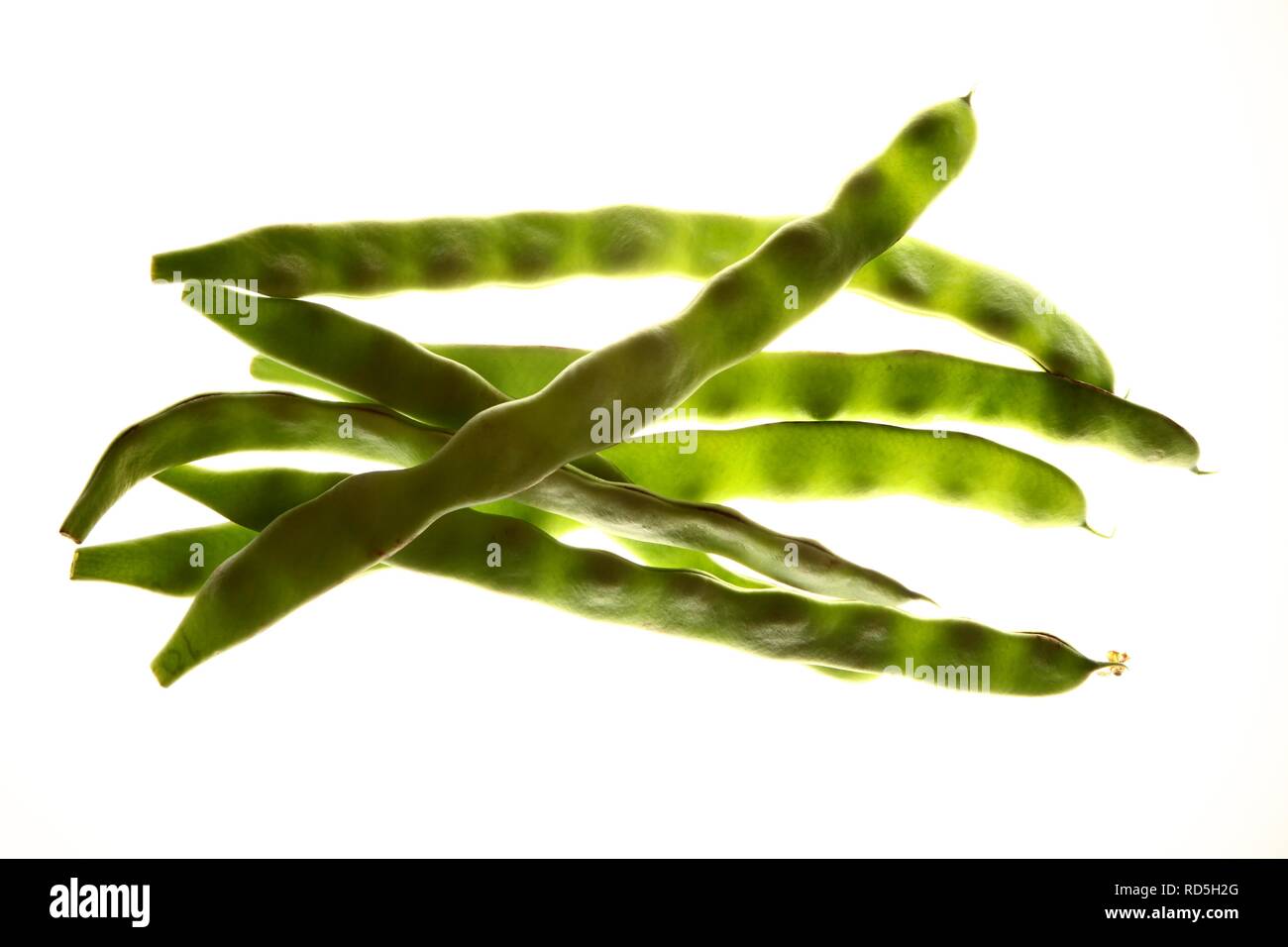 Broad Bean, Fava Bean, Field Bean, Bell Bean or Tic Bean (Vicia faba) Stock Photo