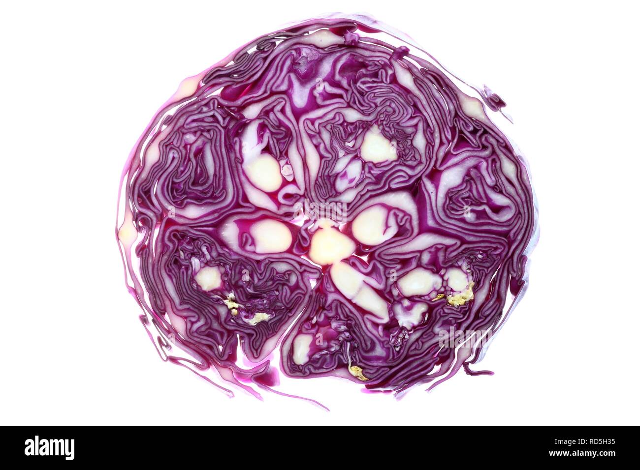 Red cabbage, Red Kraut or Blue Kraut (Brassica oleracea convar. capitata var. rubra), cross section Stock Photo