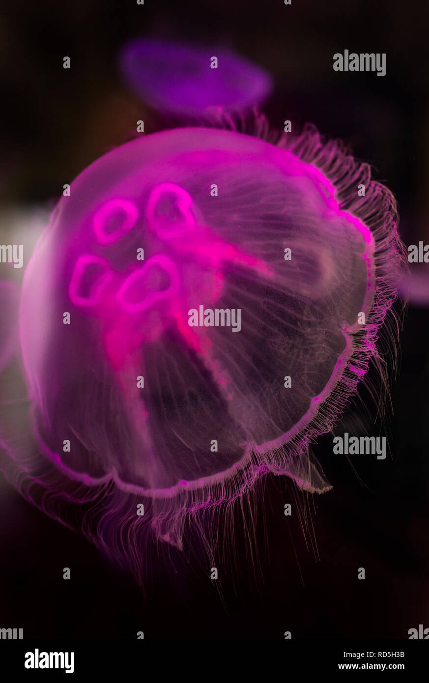 pink-jellyfish-under-water-hi-res-stock-photography-and-images-alamy