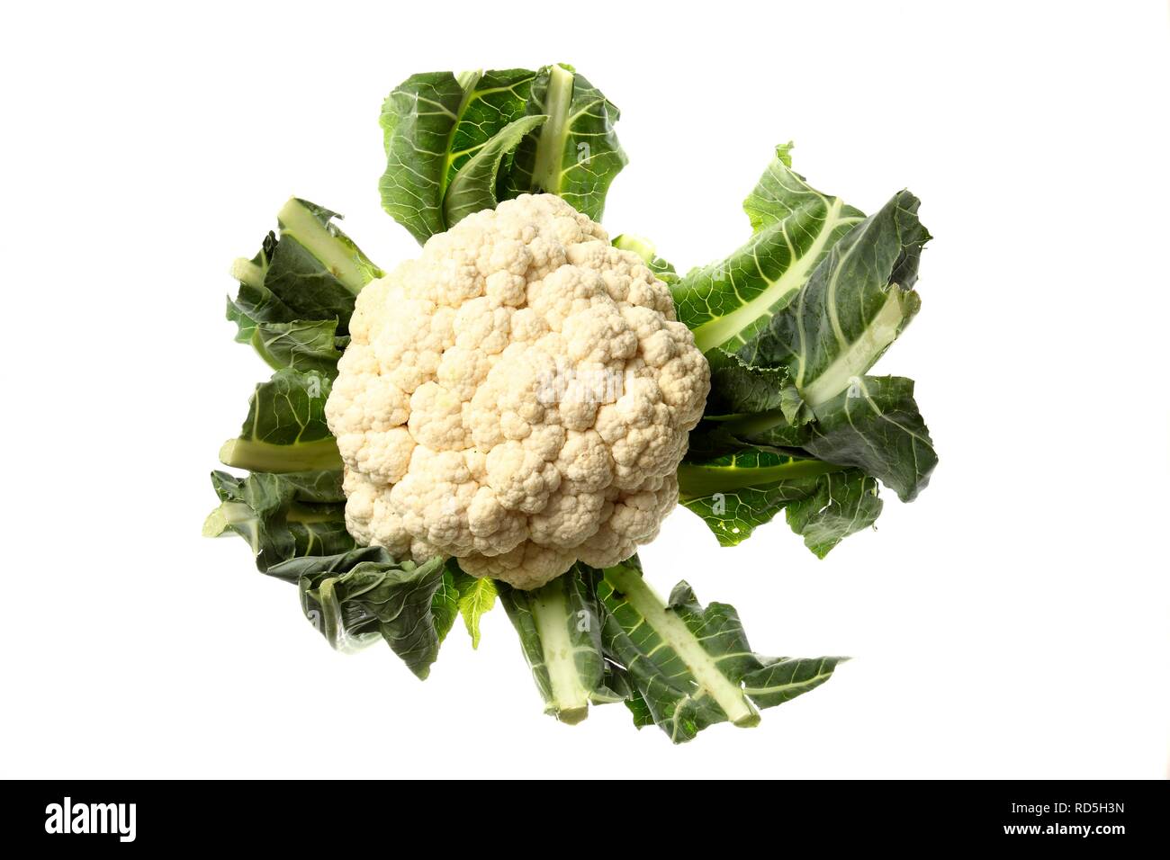 Cauliflower (Brassica oleracea var botrytis) Stock Photo