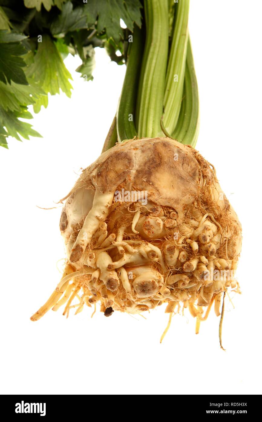 Celery or celeriac (Apium graveolens var. rapaceum) Stock Photo