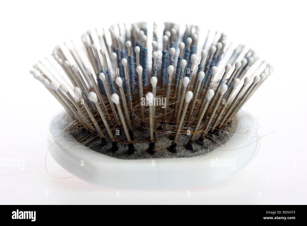 Hair brush with lots of hairs and fluff between the bristles Stock Photo