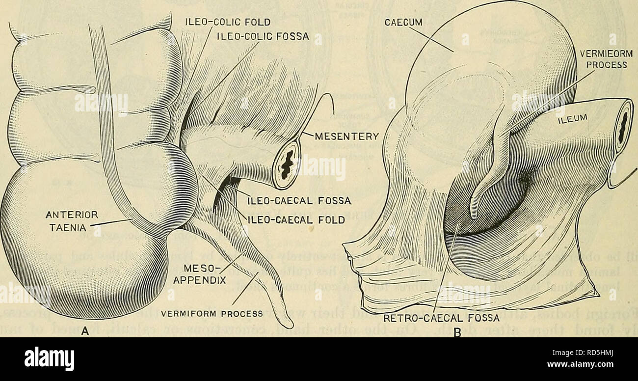 . Cunningham's Textbook of anatomy. Anatomy. 1218 THE DIGESTIVE SYSTEM