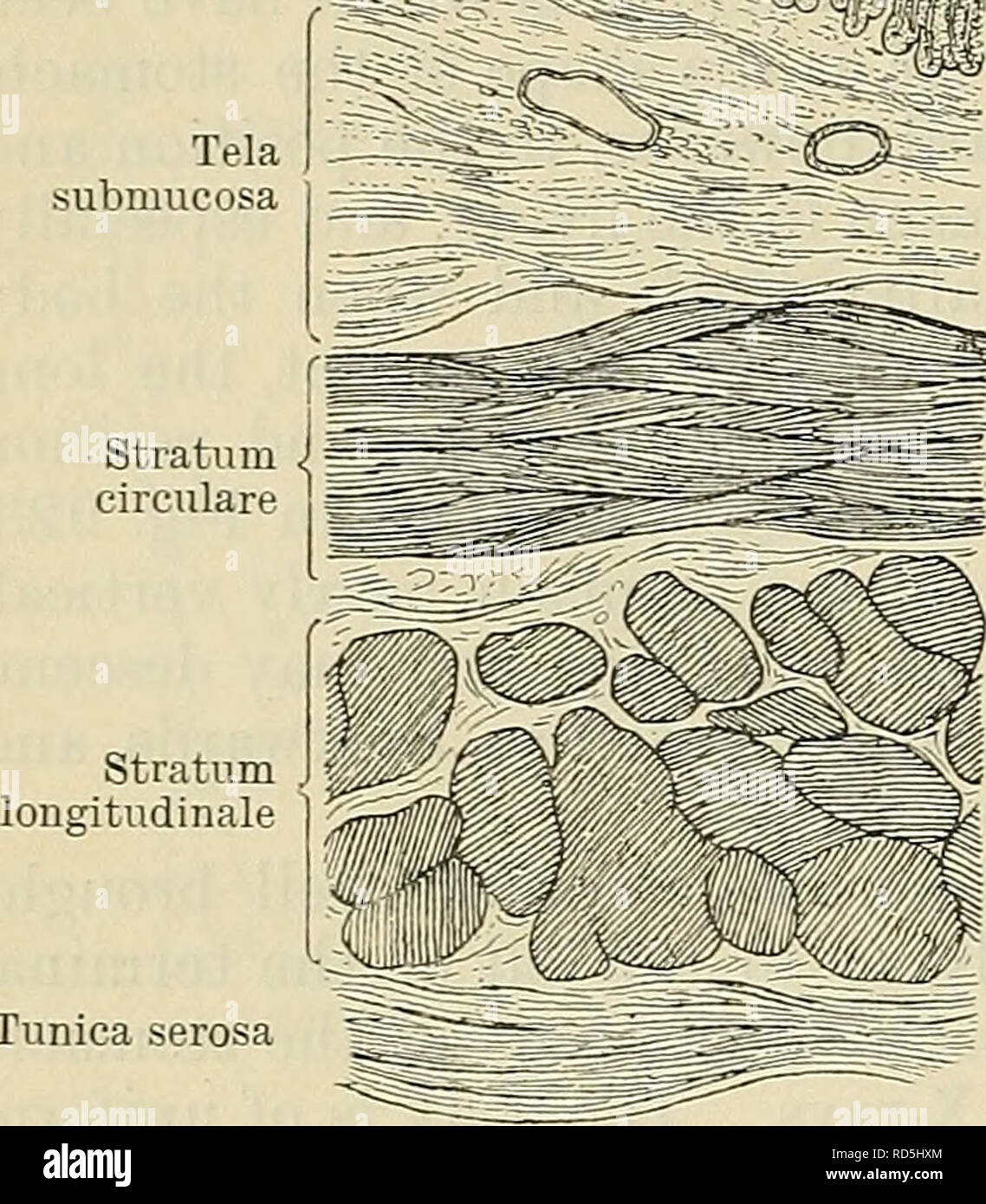 . Cunningham's Textbook of anatomy. Anatomy. 1174 THE DIGESTIVE SYSTEM